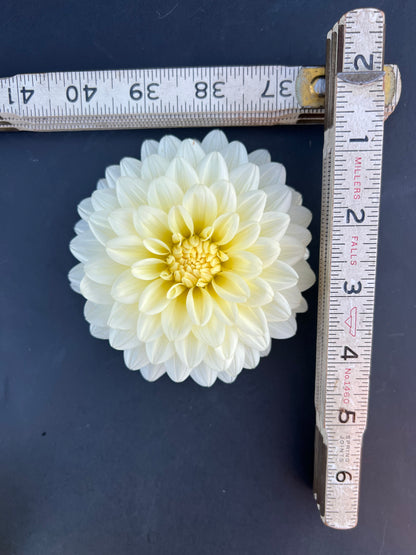 tapioca dahlia bloom with vibrant white-cream petals, grown from high-quality tubers for sale