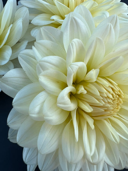 tapioca dahlia bloom with vibrant white-cream petals, grown from high-quality tubers for sale