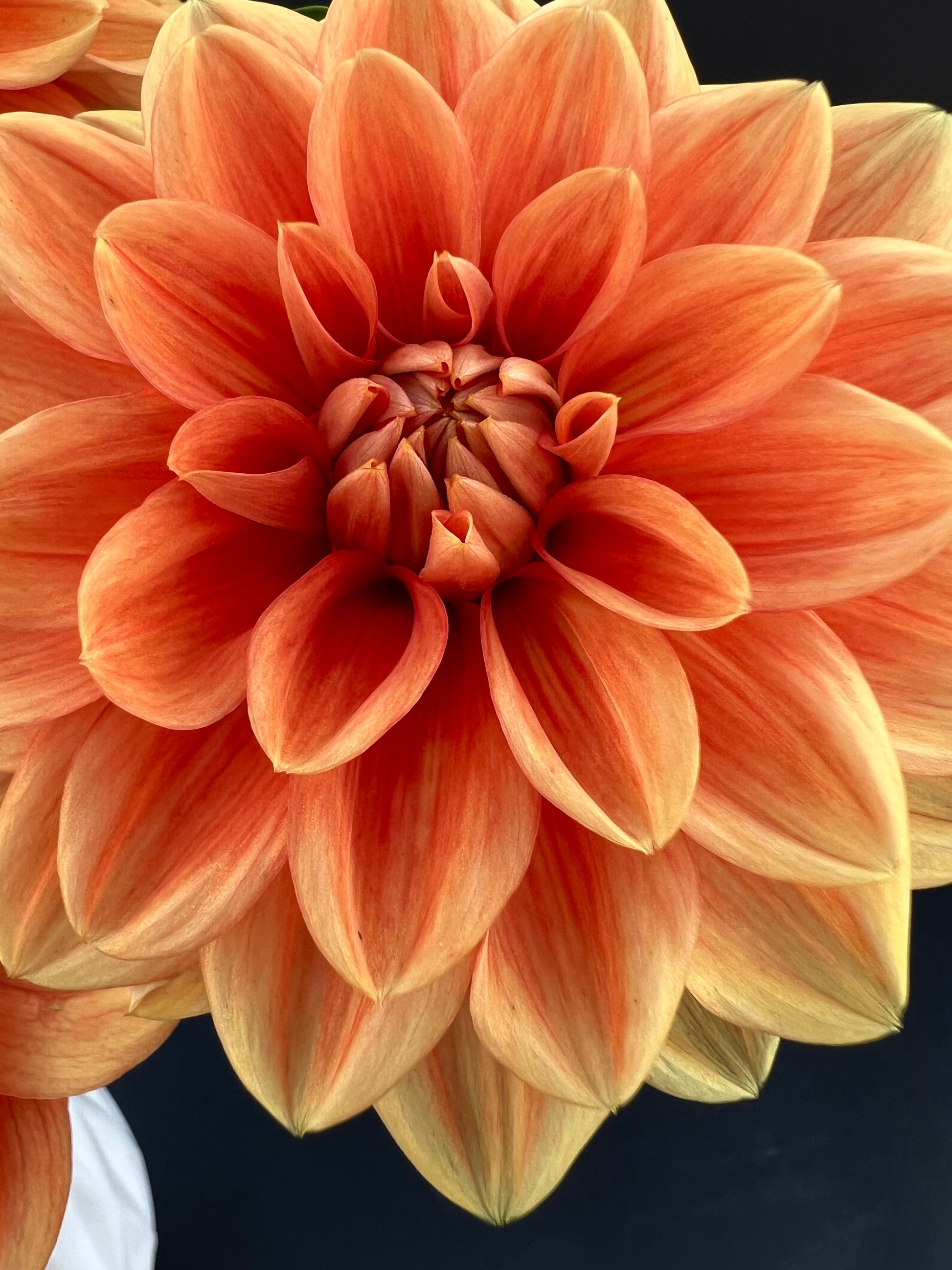 teddy dahlia bloom with vibrant orange petals, grown from high-quality tubers for sale