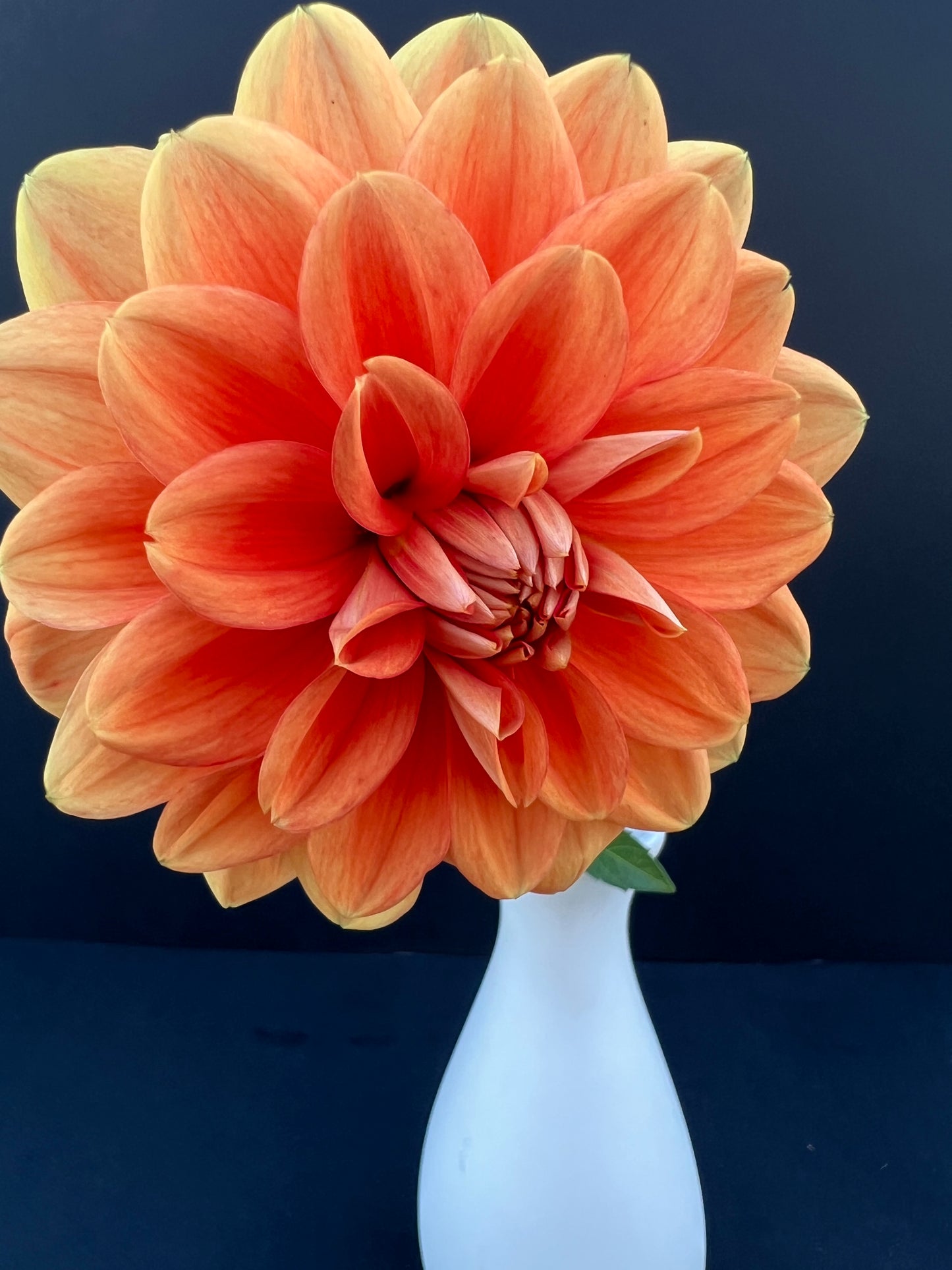 teddy dahlia bloom with vibrant orange petals, grown from high-quality tubers for sale