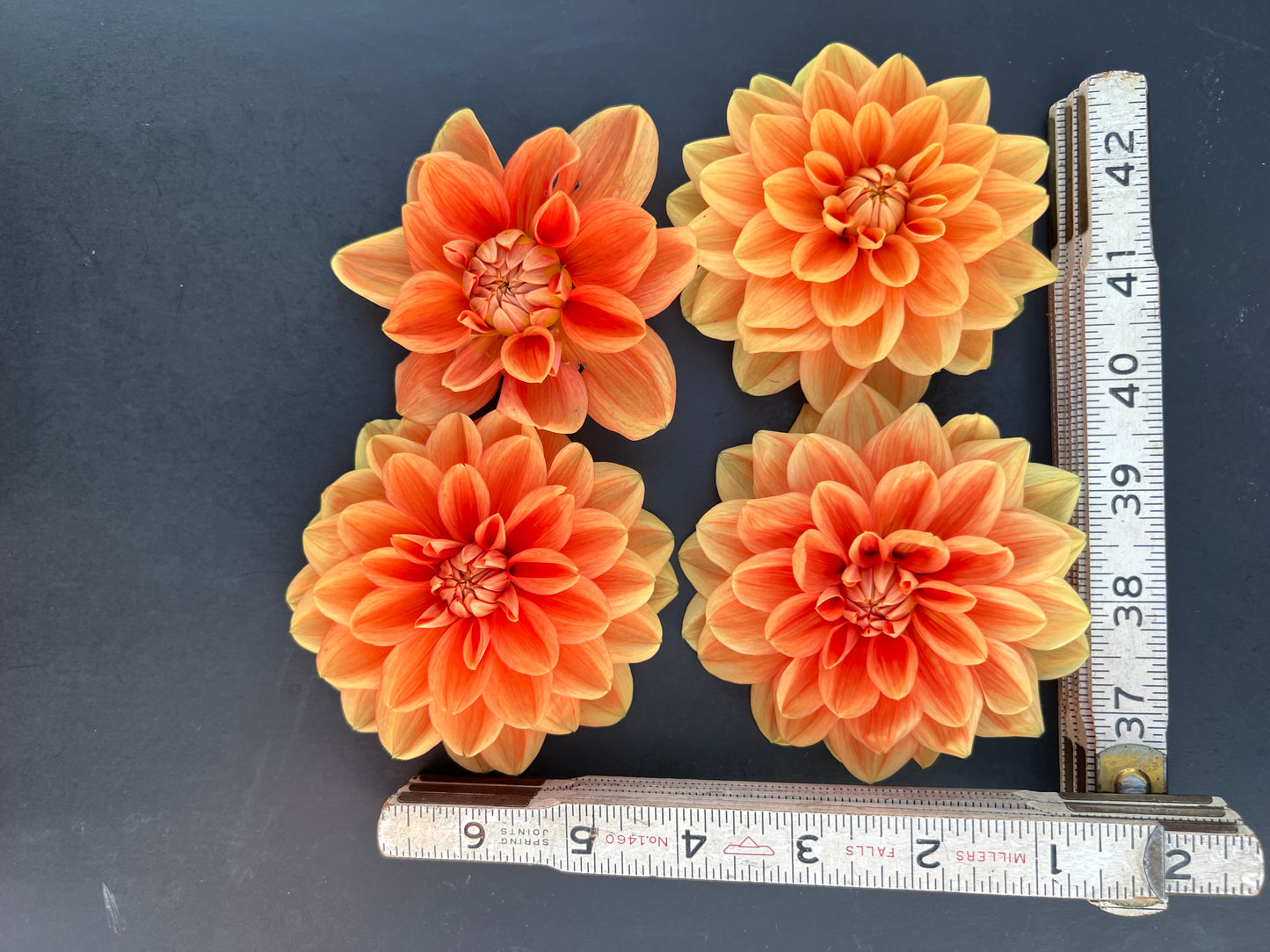 teddy dahlia bloom with vibrant orange petals, grown from high-quality tubers for sale