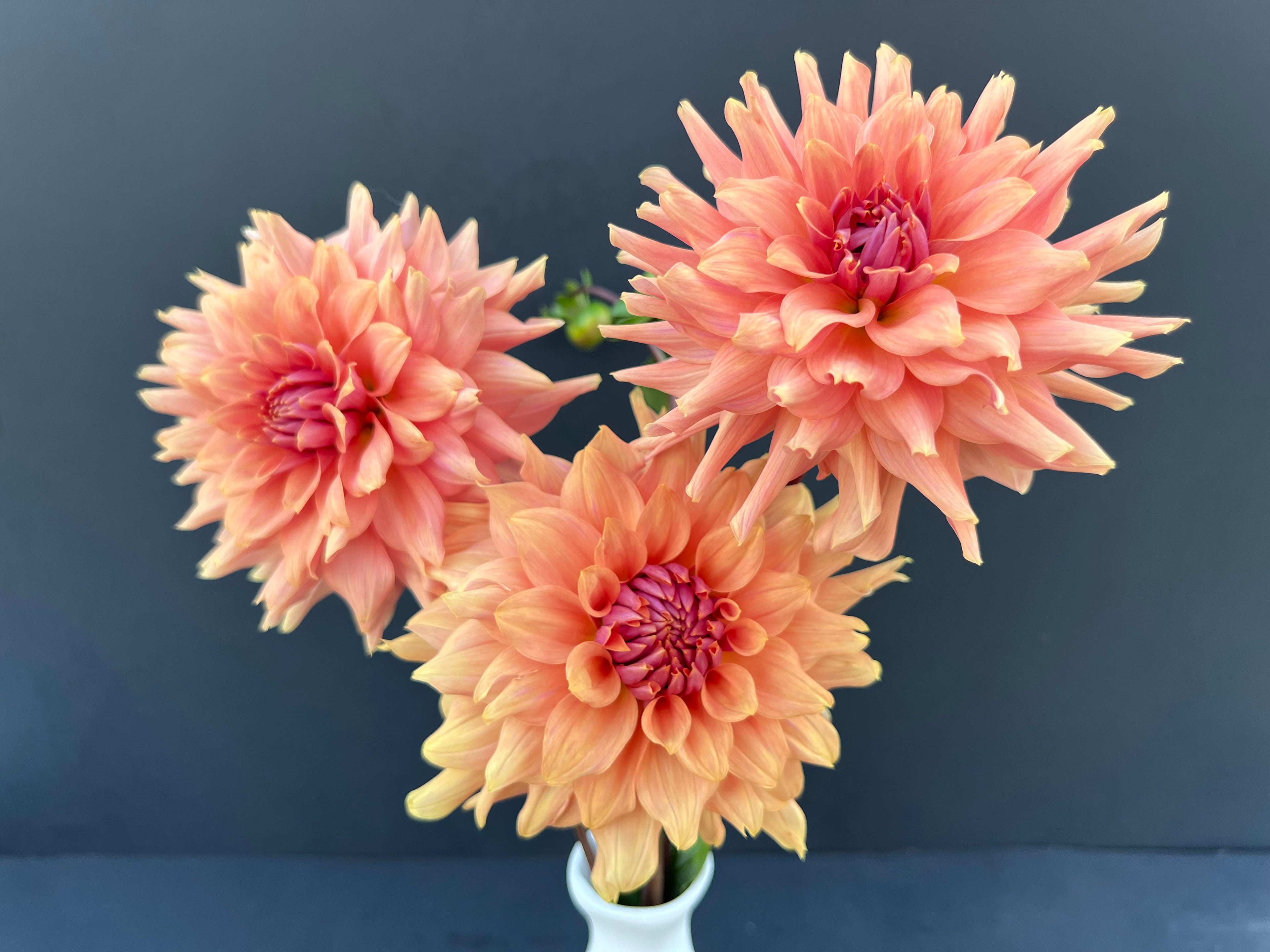 terracotta dahlia bloom with vibrant orange-pink petals, grown from high-quality tubers for sale