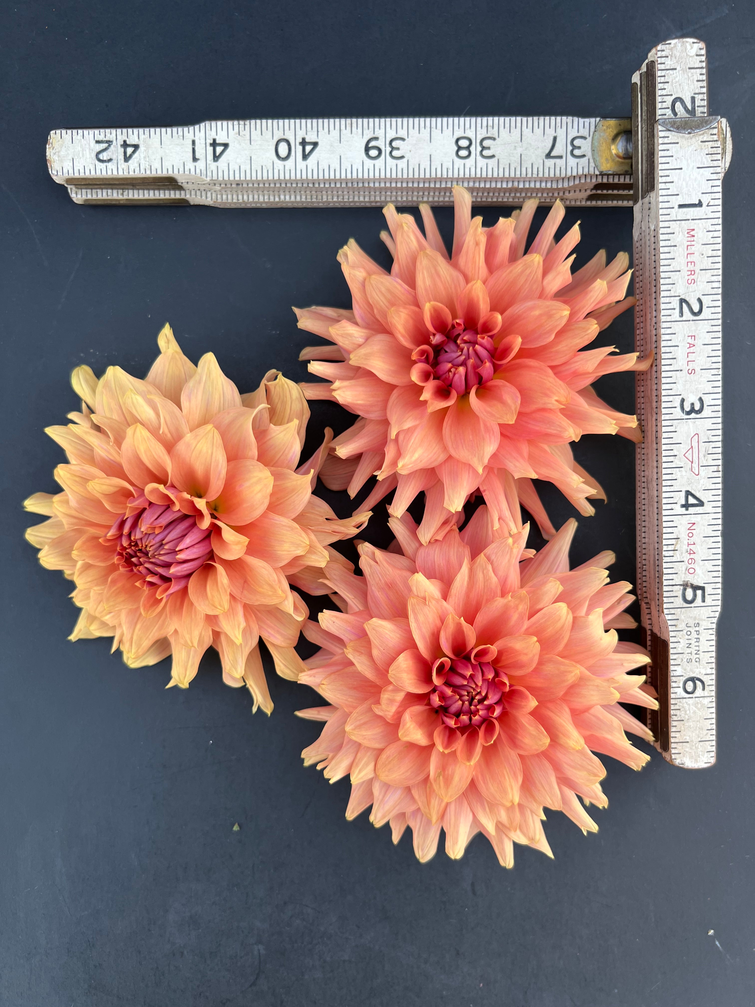 terracotta dahlia bloom with vibrant orange-pink petals, grown from high-quality tubers for sale