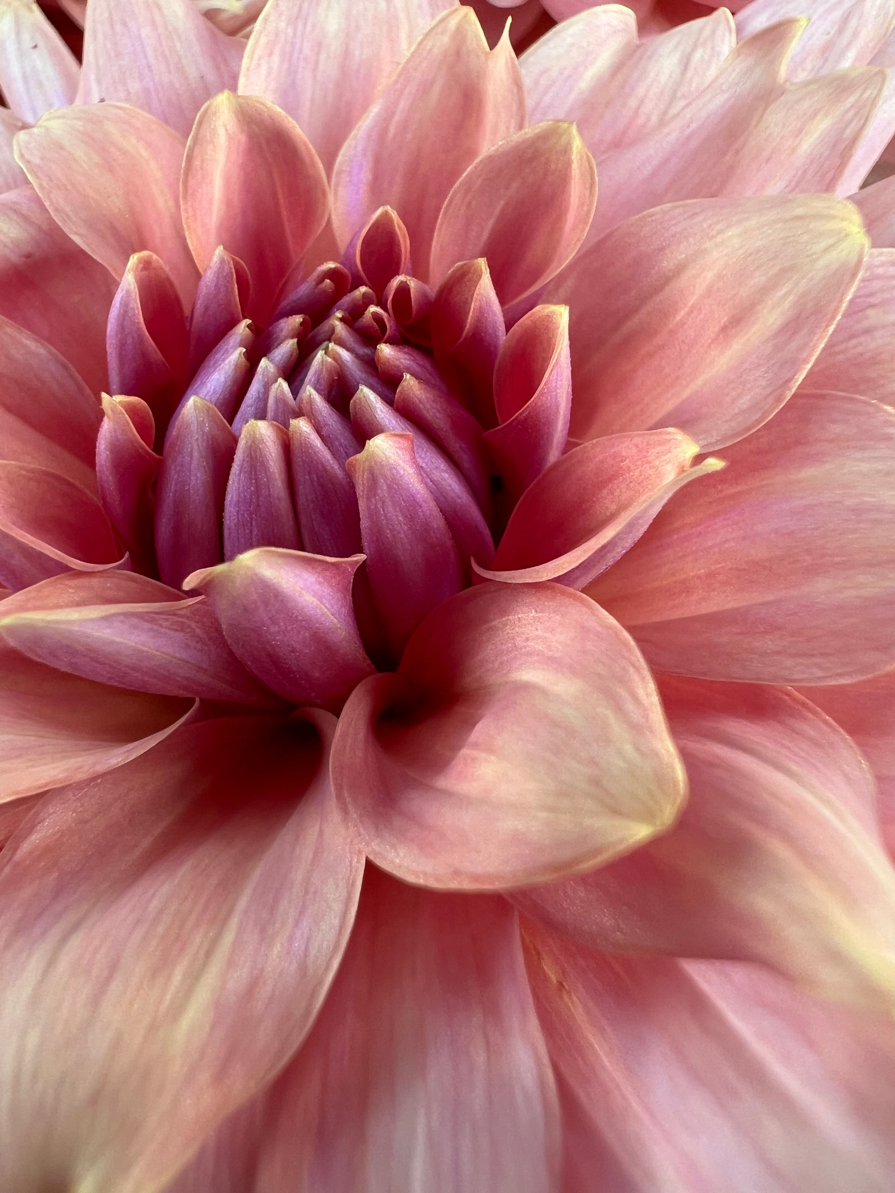 terracotta dahlia bloom with vibrant orange-pink petals, grown from high-quality tubers for sale