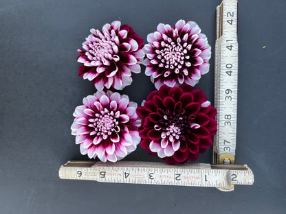 tomo dahlia bloom with vibrant maroon-white-purple petals, grown from high-quality tubers for sale