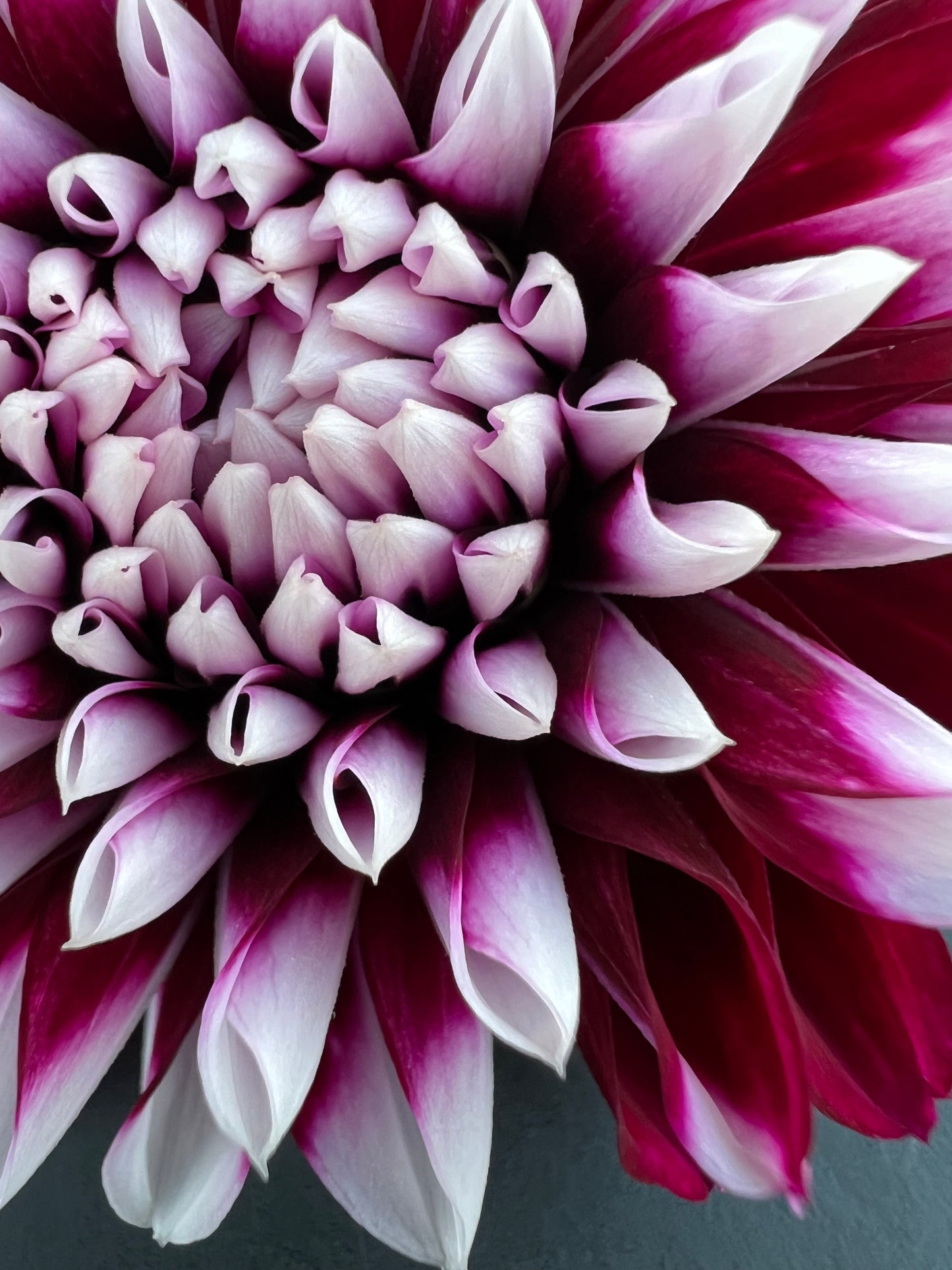 tomo dahlia bloom with vibrant maroon-white-purple petals, grown from high-quality tubers for sale