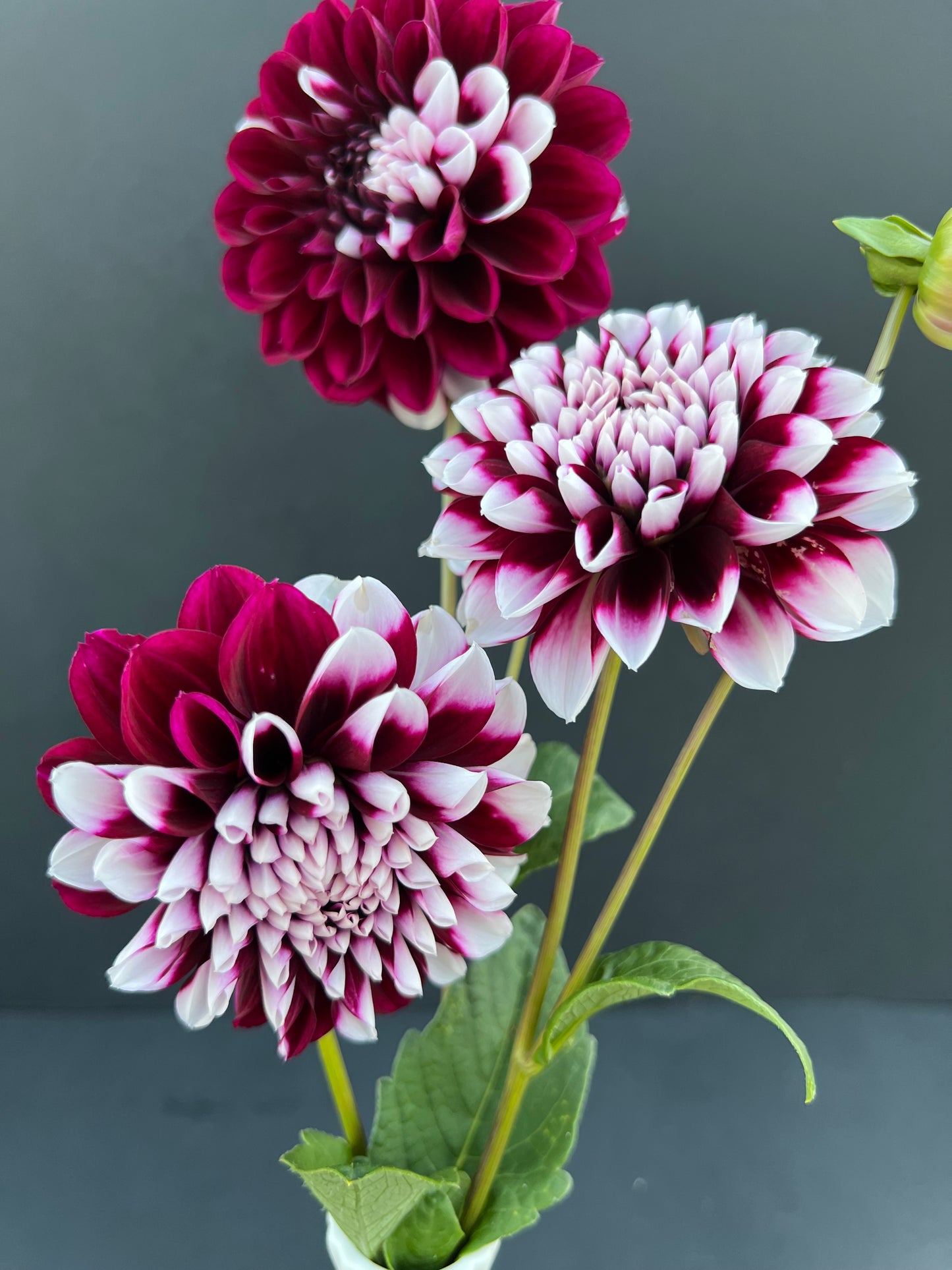 tomo dahlia bloom with vibrant maroon-white-purple petals, grown from high-quality tubers for sale