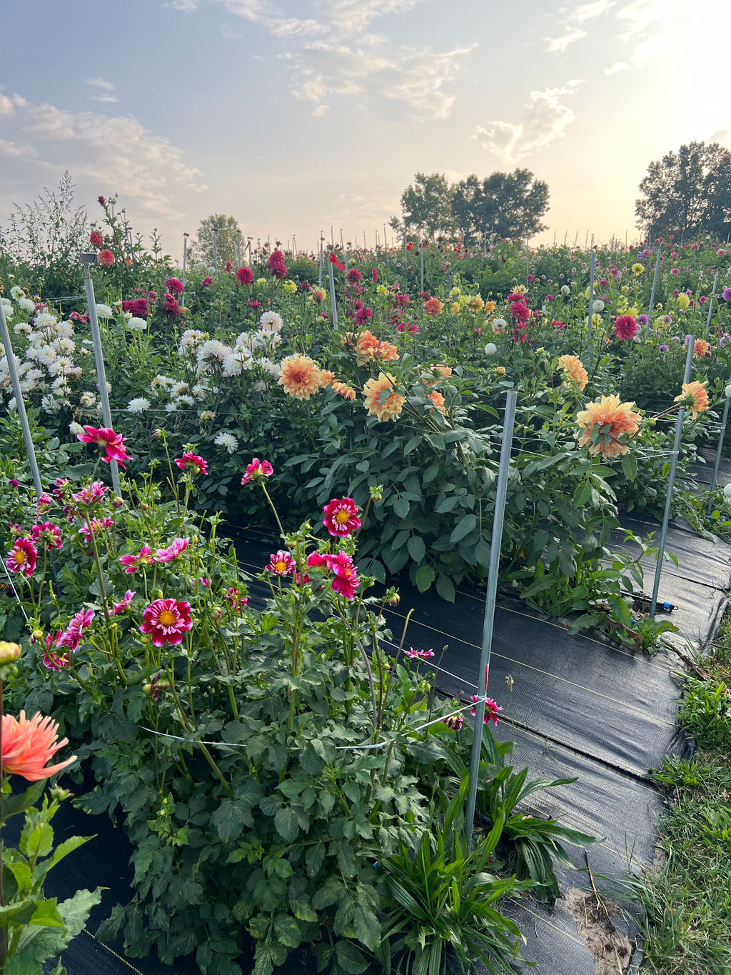 Beautiful dahlia field in full bloom, offering visitors the chance to experience a hands-on u-pick adventure, with rows of vibrant flowers in a range of colors ready to be handpicked.