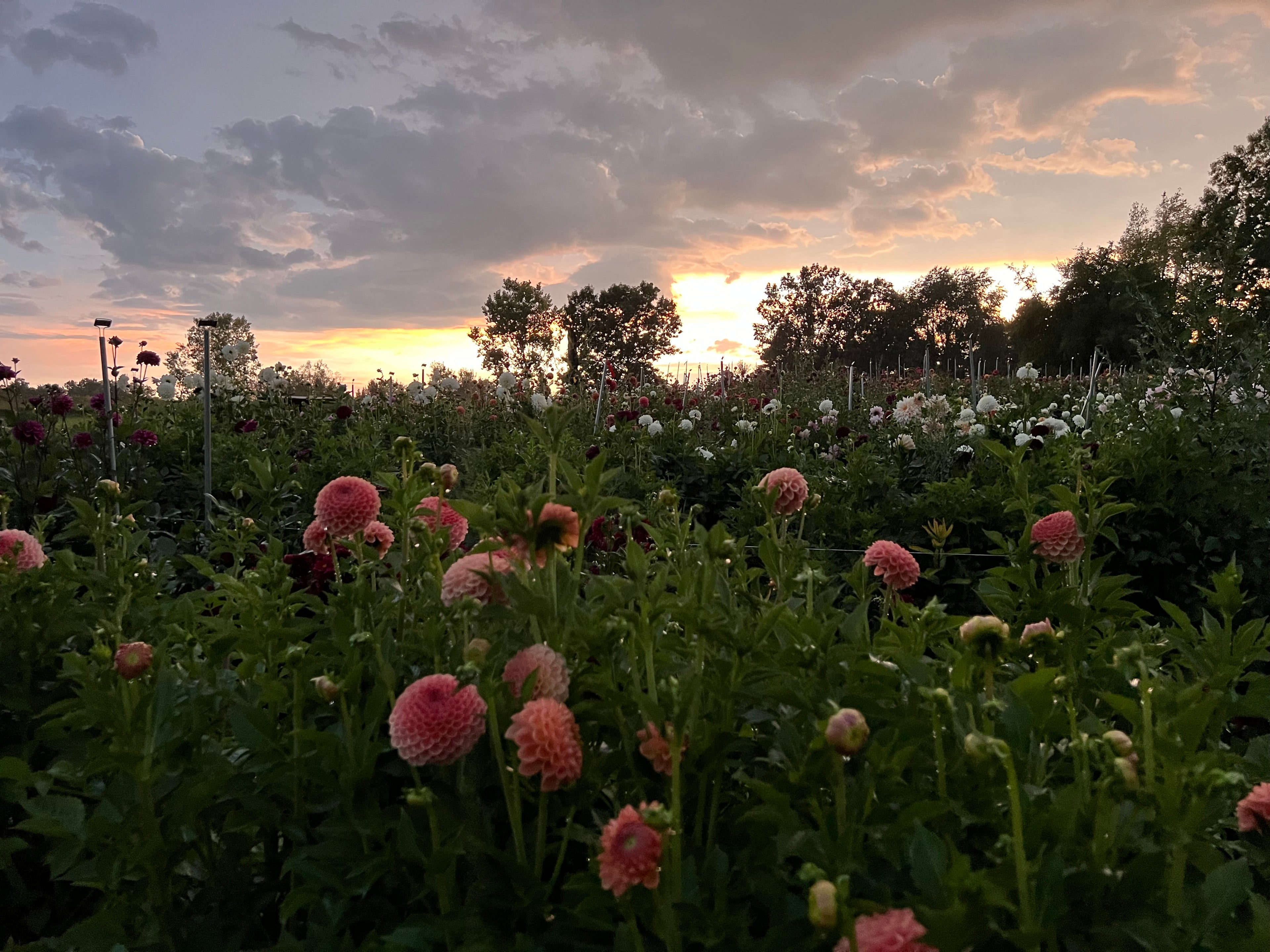 Beautiful dahlia field in full bloom, offering visitors the chance to experience a hands-on u-pick adventure, with rows of vibrant flowers in a range of colors ready to be handpicked.