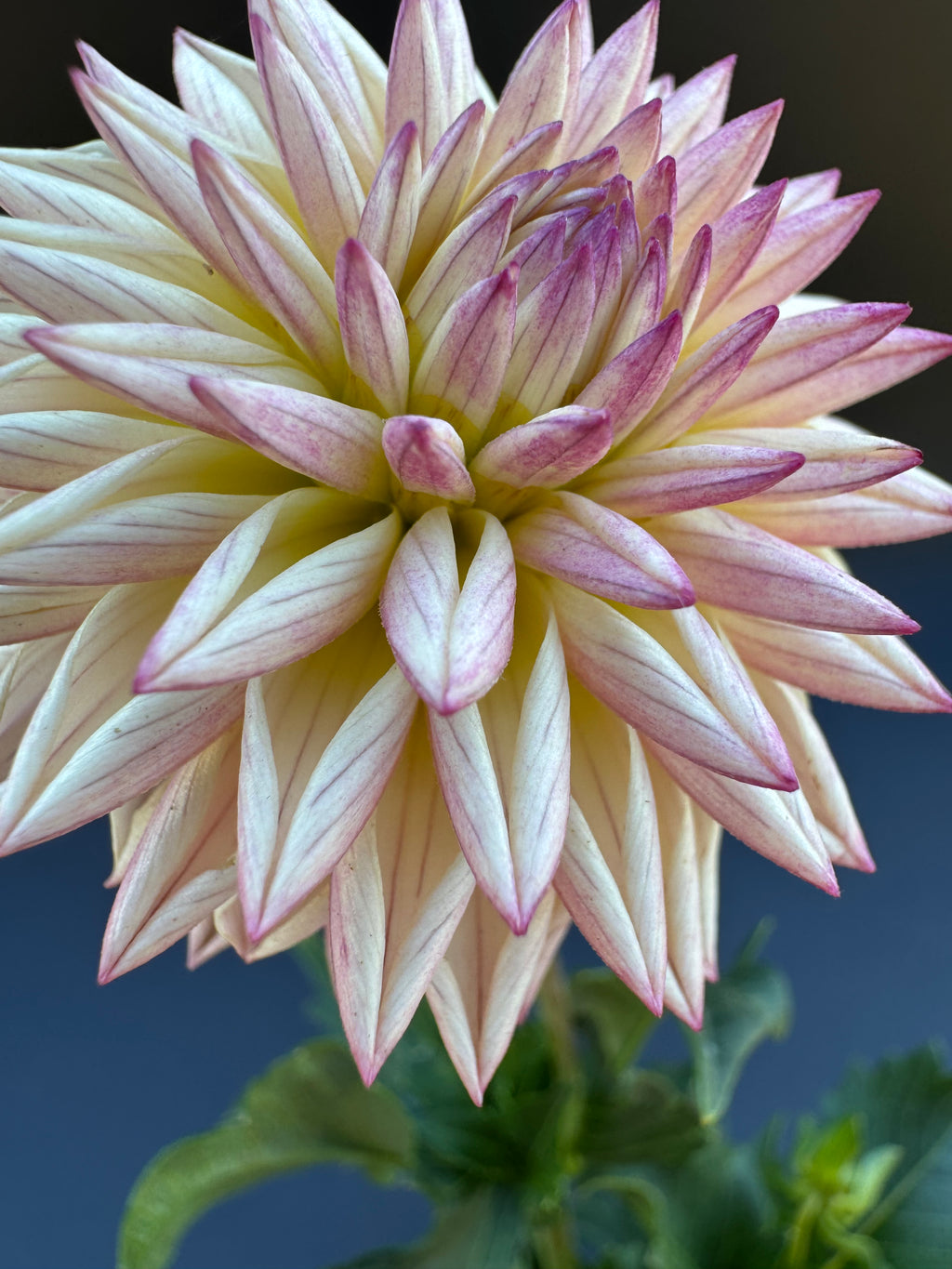 Valley Porcupine - Dahlia