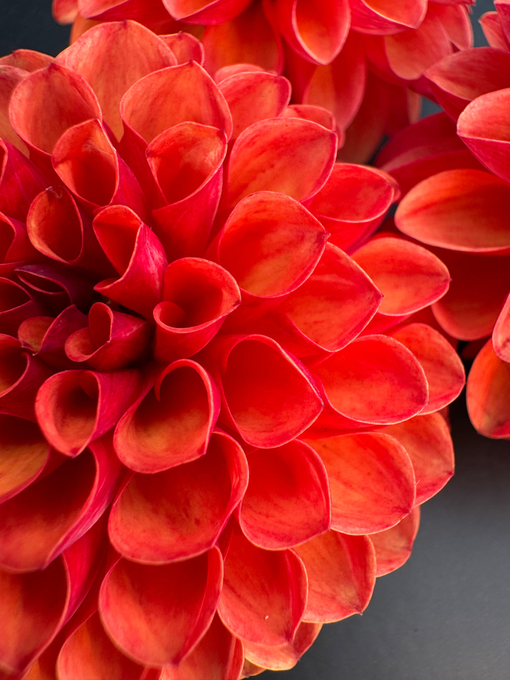 Valley Rust Bucket - Dahlia