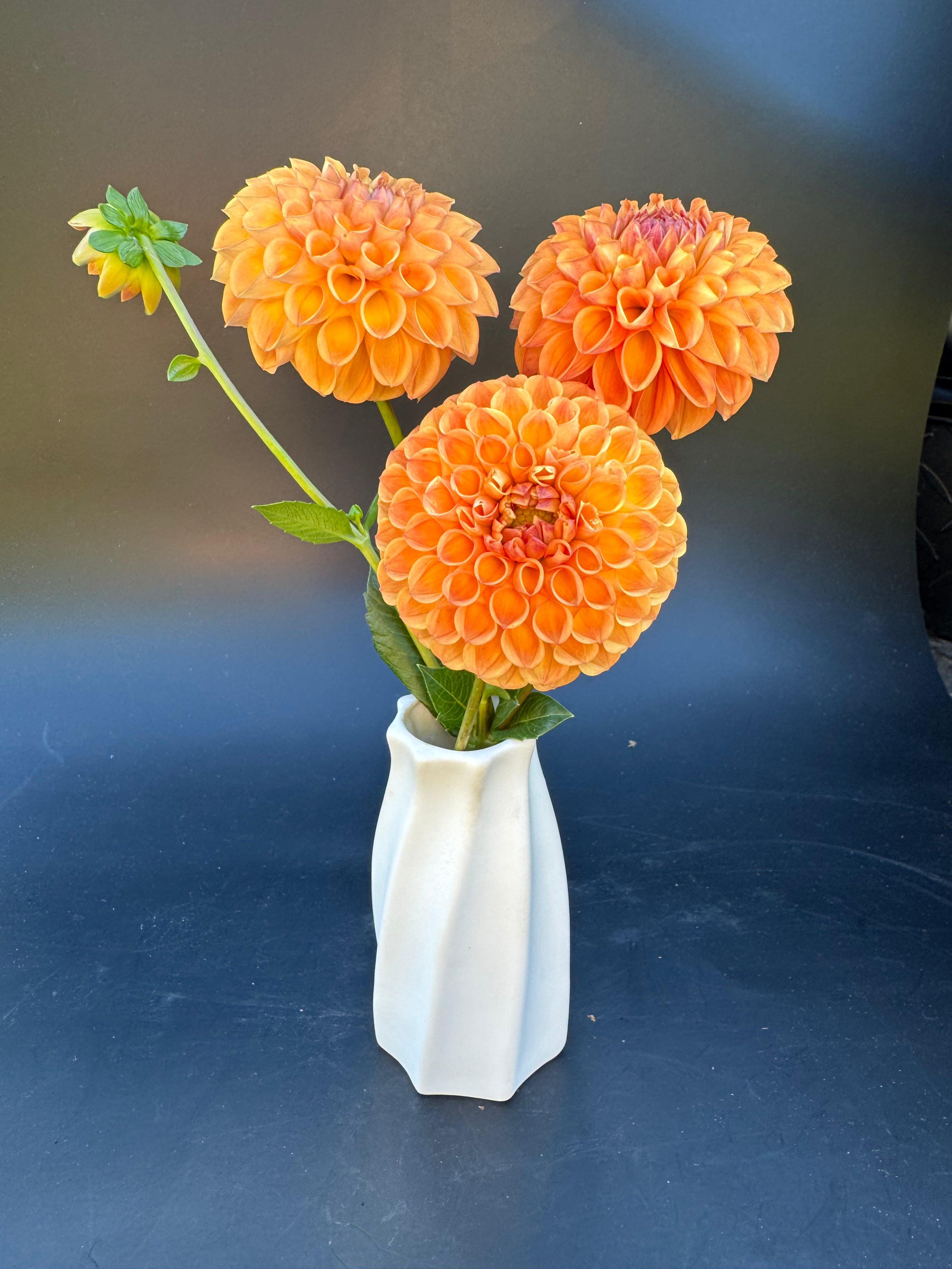 Valley Tawny - Dahlia