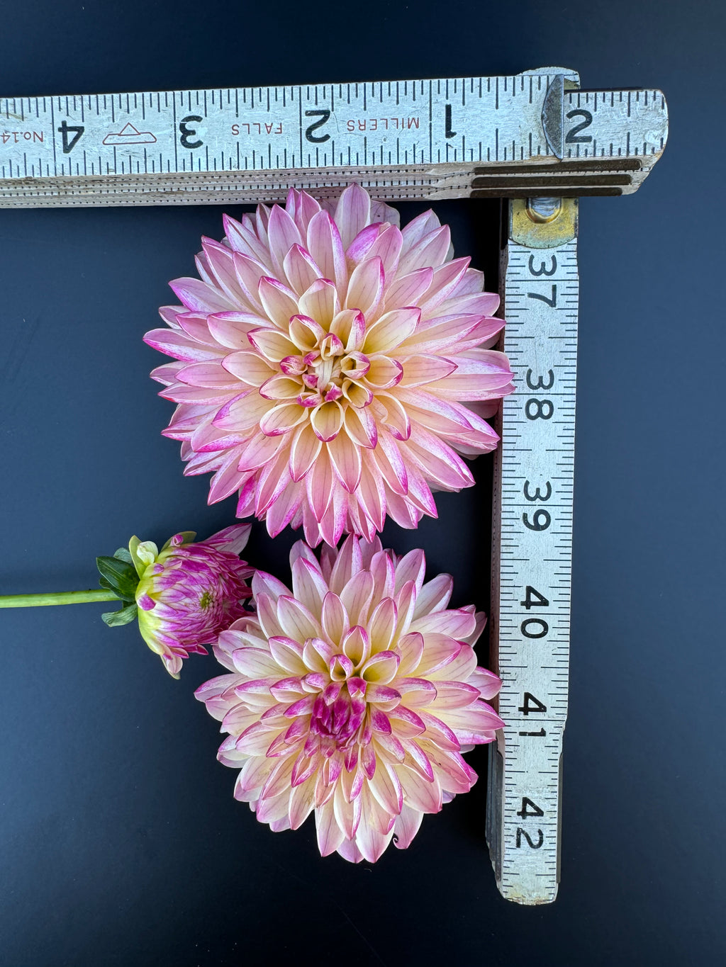 Valley Porcupine - Dahlia