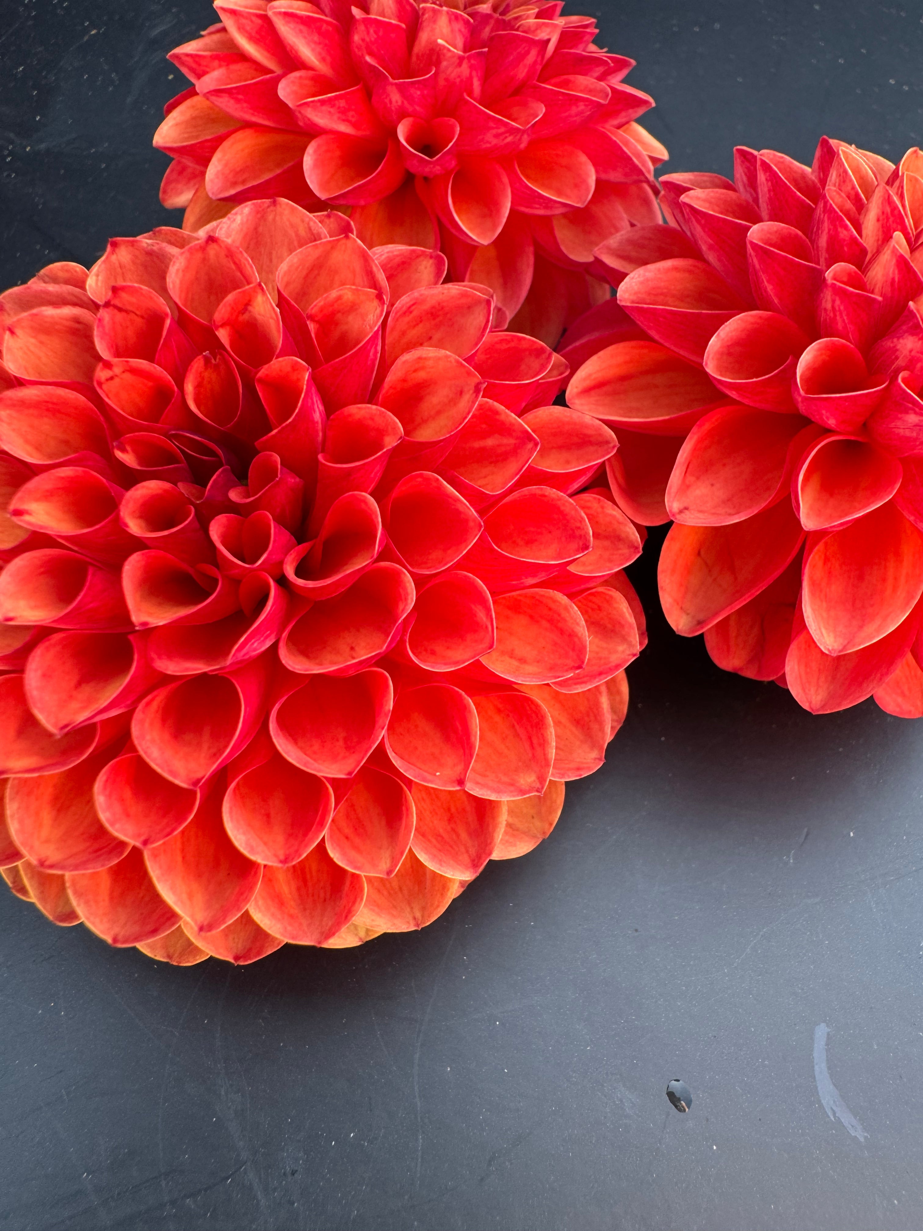 Valley Rust Bucket - Dahlia