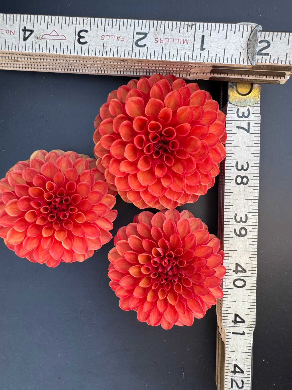 Valley Rust Bucket - Dahlia