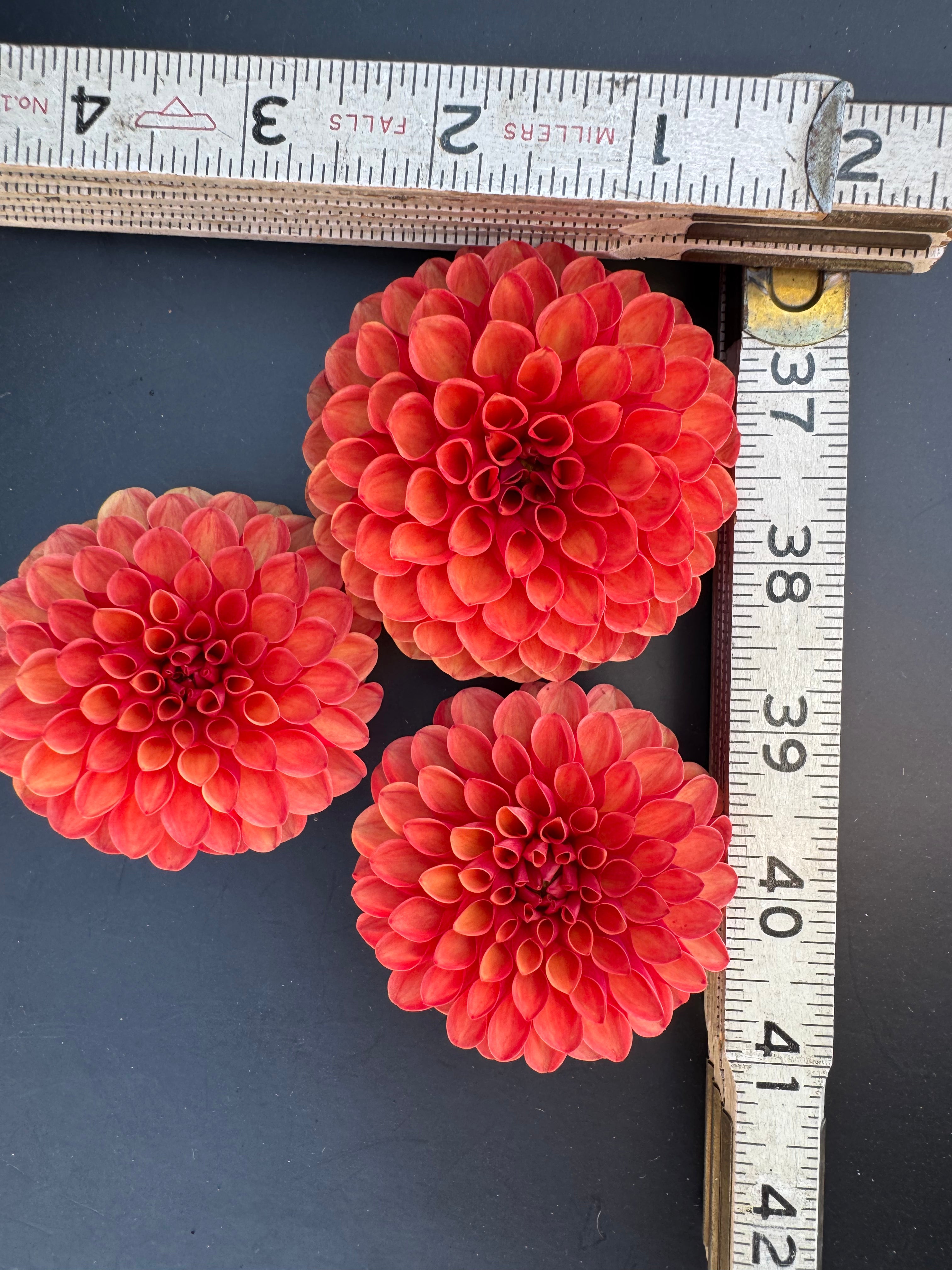 Valley Rust Bucket - Dahlia