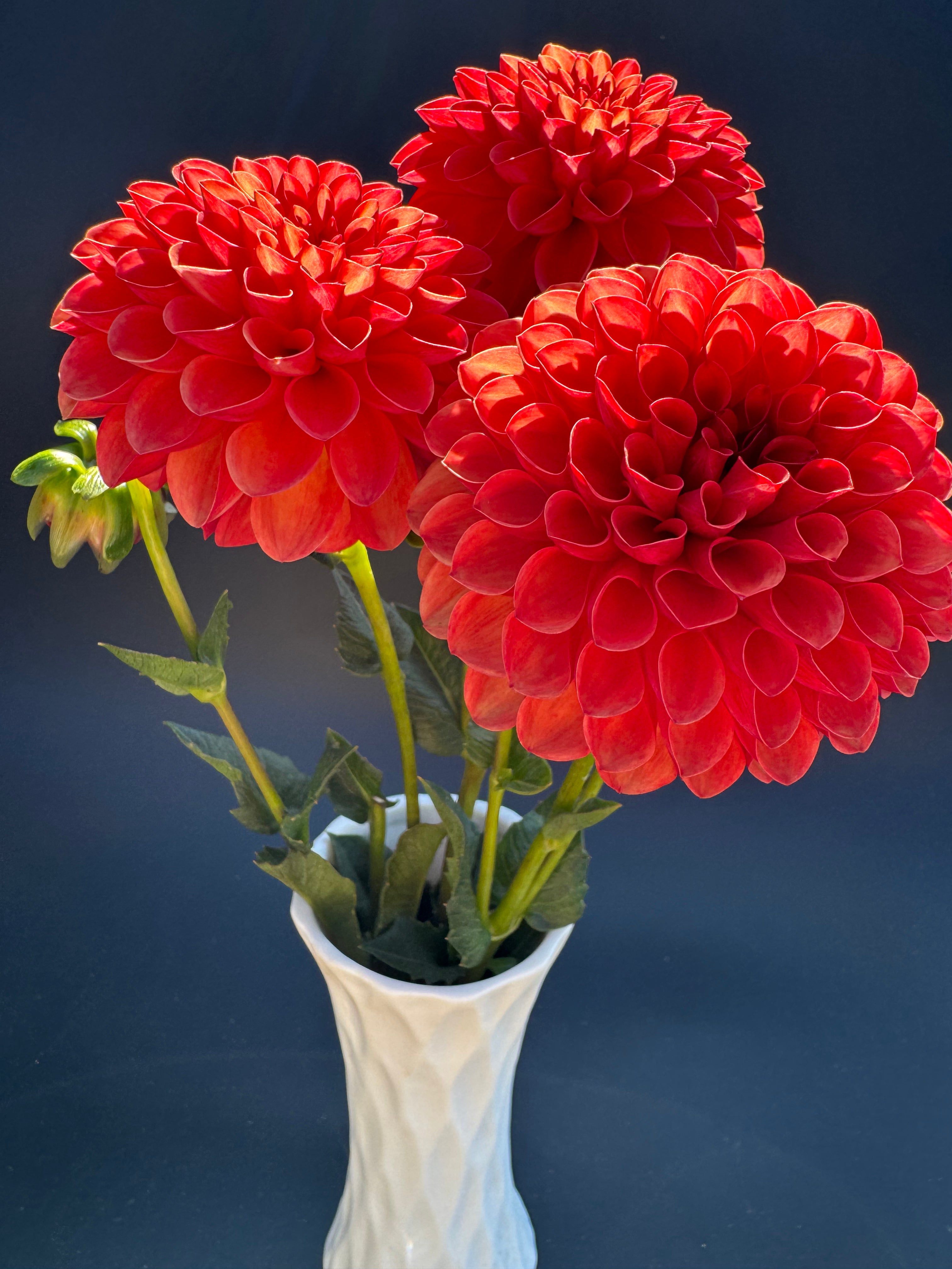 Valley Rust Bucket - Dahlia