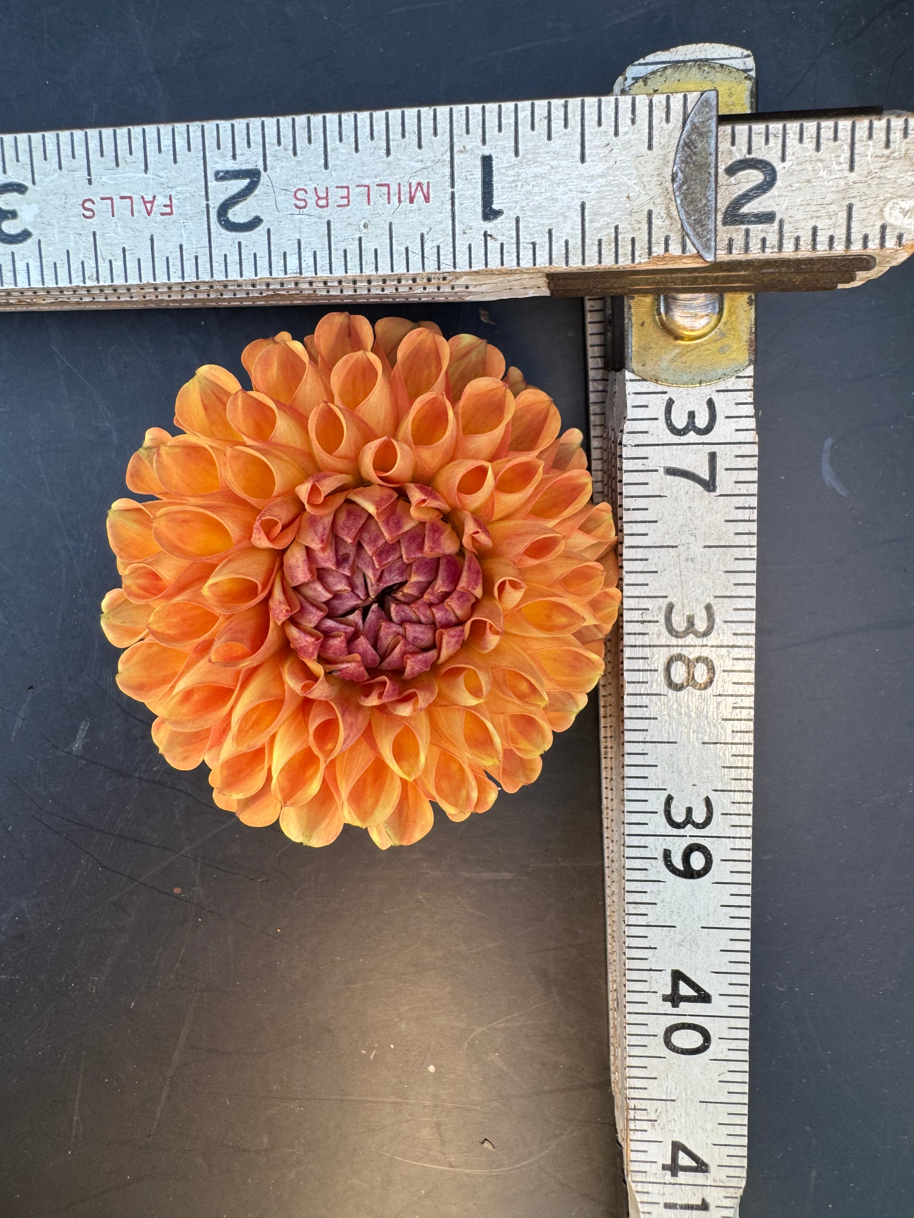 Valley Tawny - Dahlia
