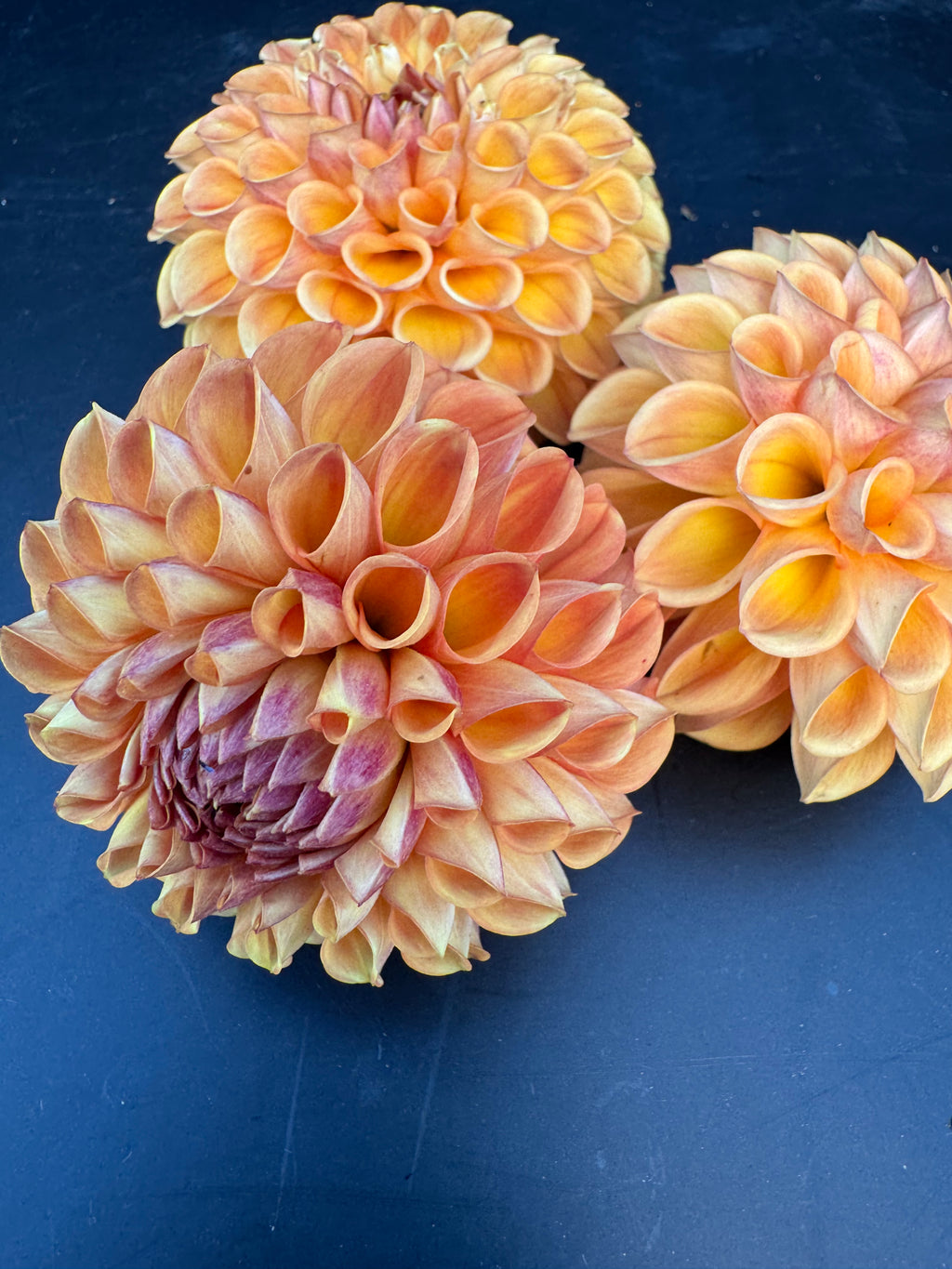 Valley Tawny - Dahlia