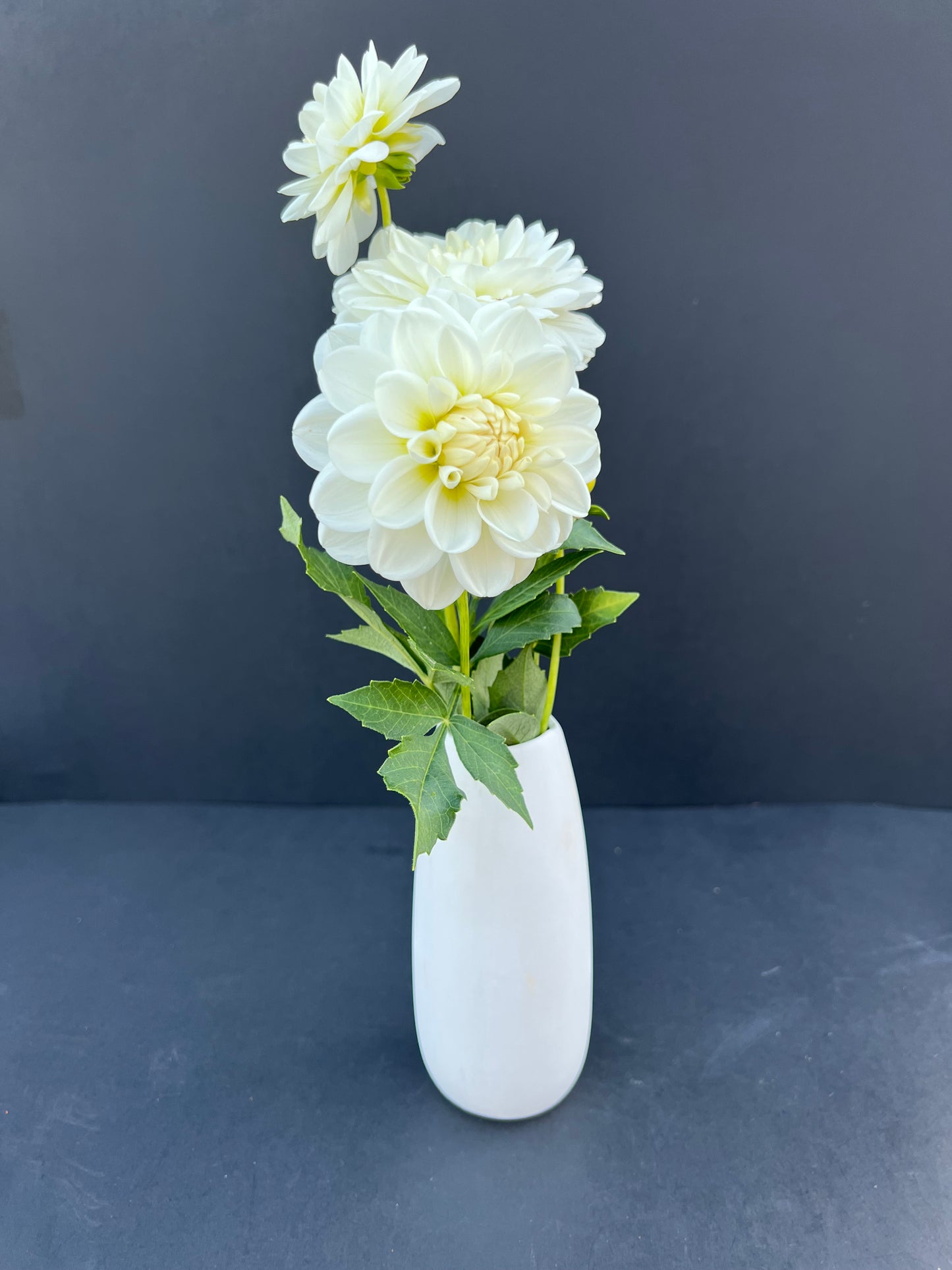 white fawn 1 dahlia bloom with vibrant white-cream petals, grown from high-quality tubers for sale