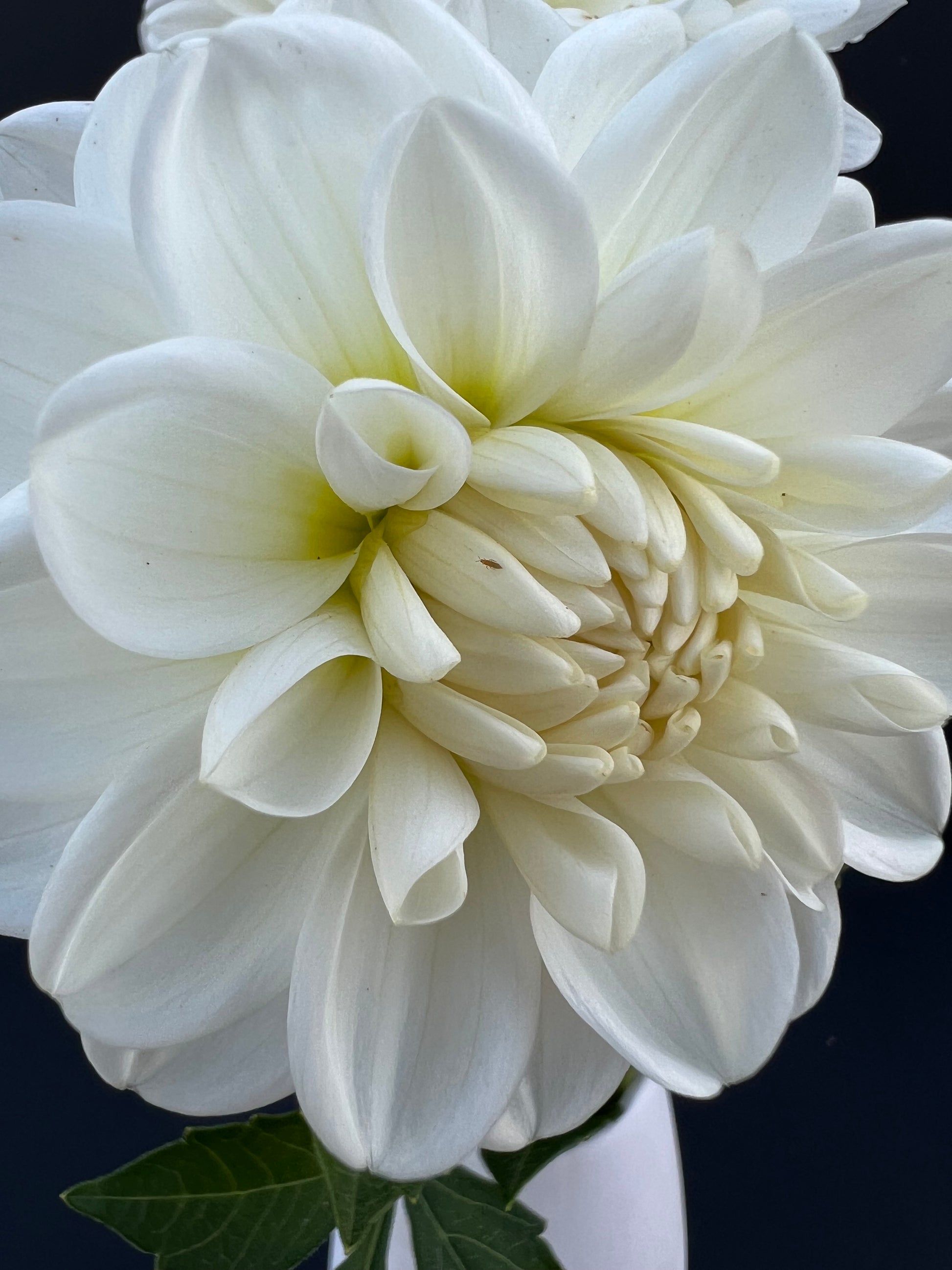 white fawn 1 dahlia bloom with vibrant white-cream petals, grown from high-quality tubers for sale