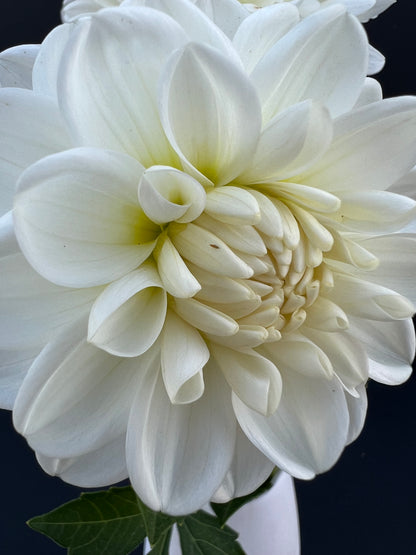 white fawn 1 dahlia bloom with vibrant white-cream petals, grown from high-quality tubers for sale