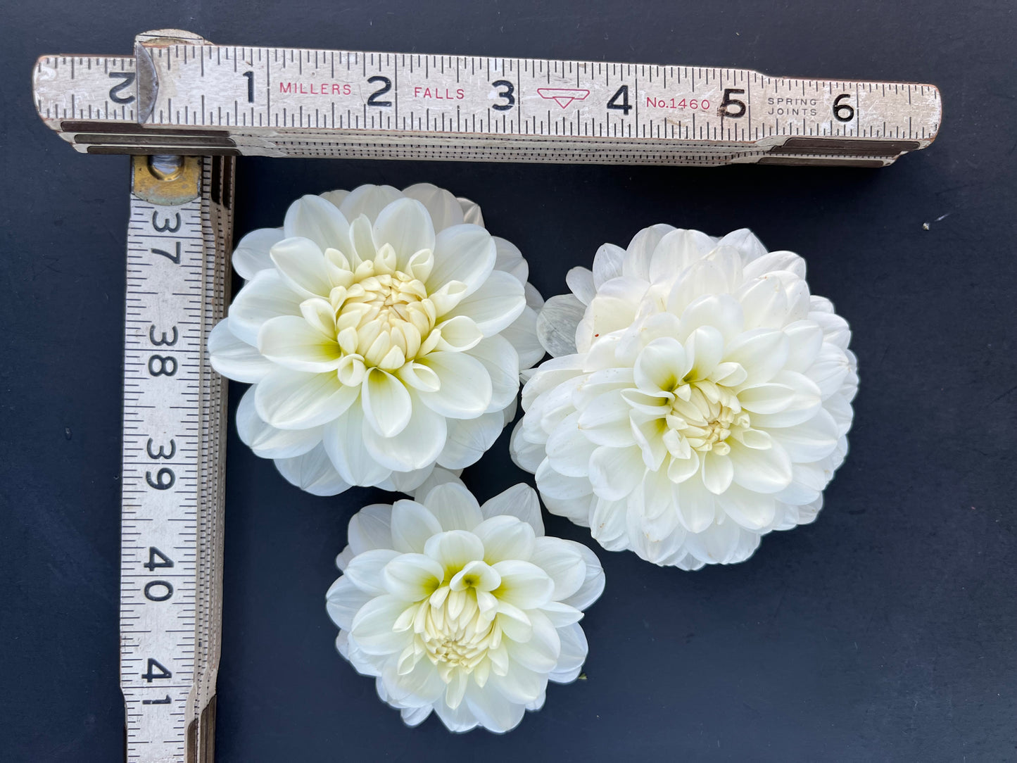 white fawn 1 dahlia bloom with vibrant white-cream petals, grown from high-quality tubers for sale