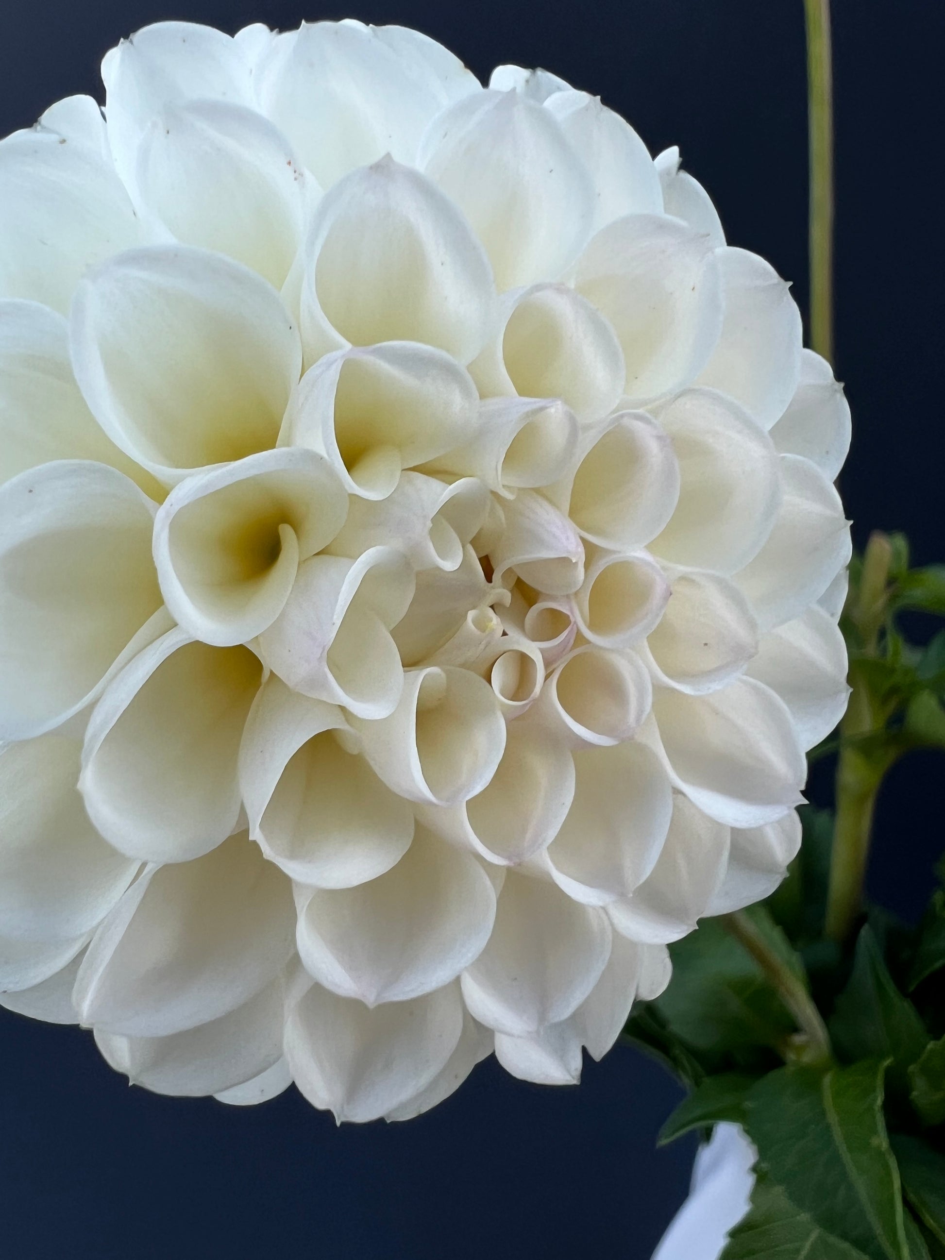 white nettie dahlia bloom with vibrant white petals, grown from high-quality tubers for sale