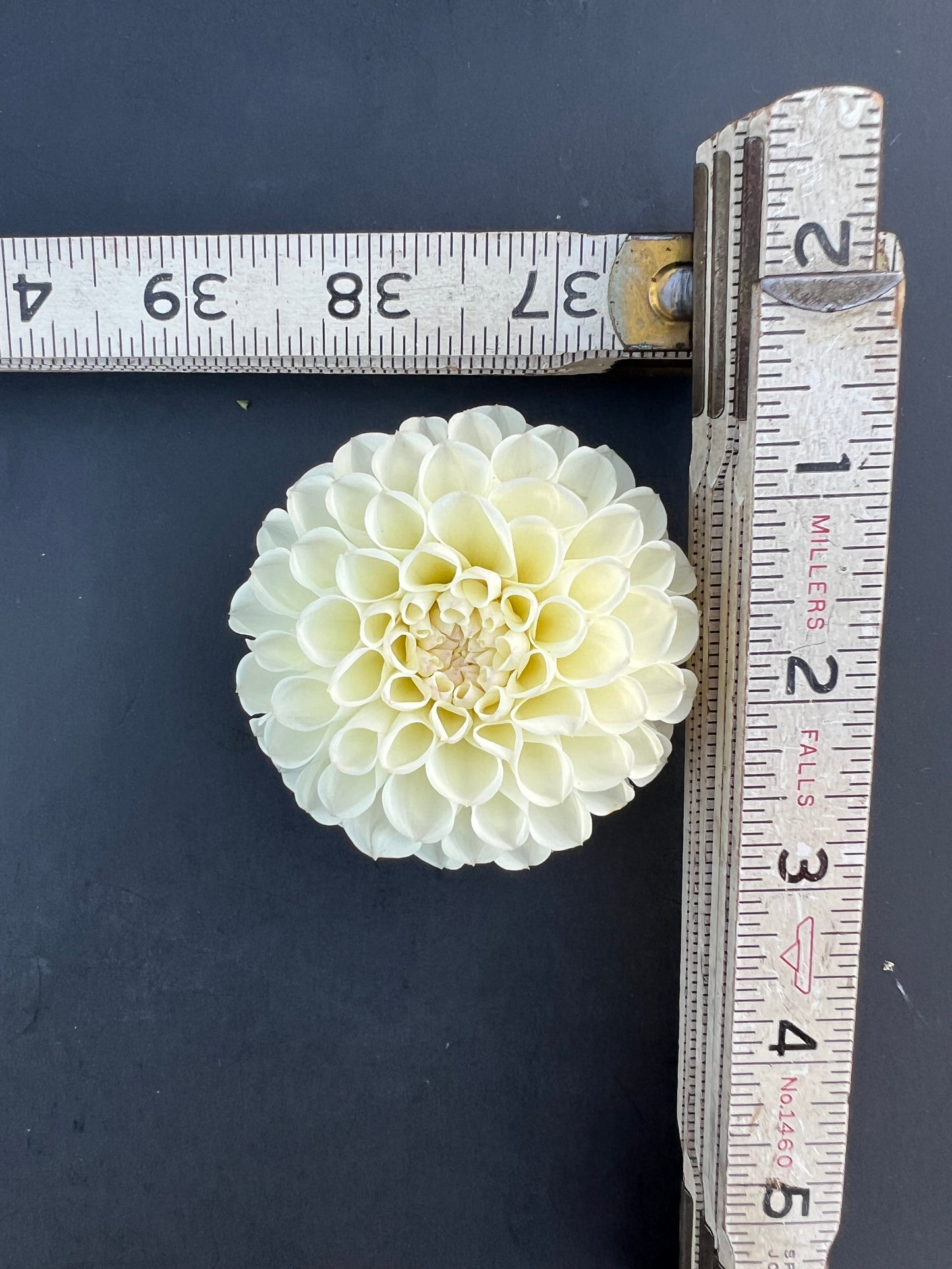 white nettie dahlia bloom with vibrant white petals, grown from high-quality tubers for sale