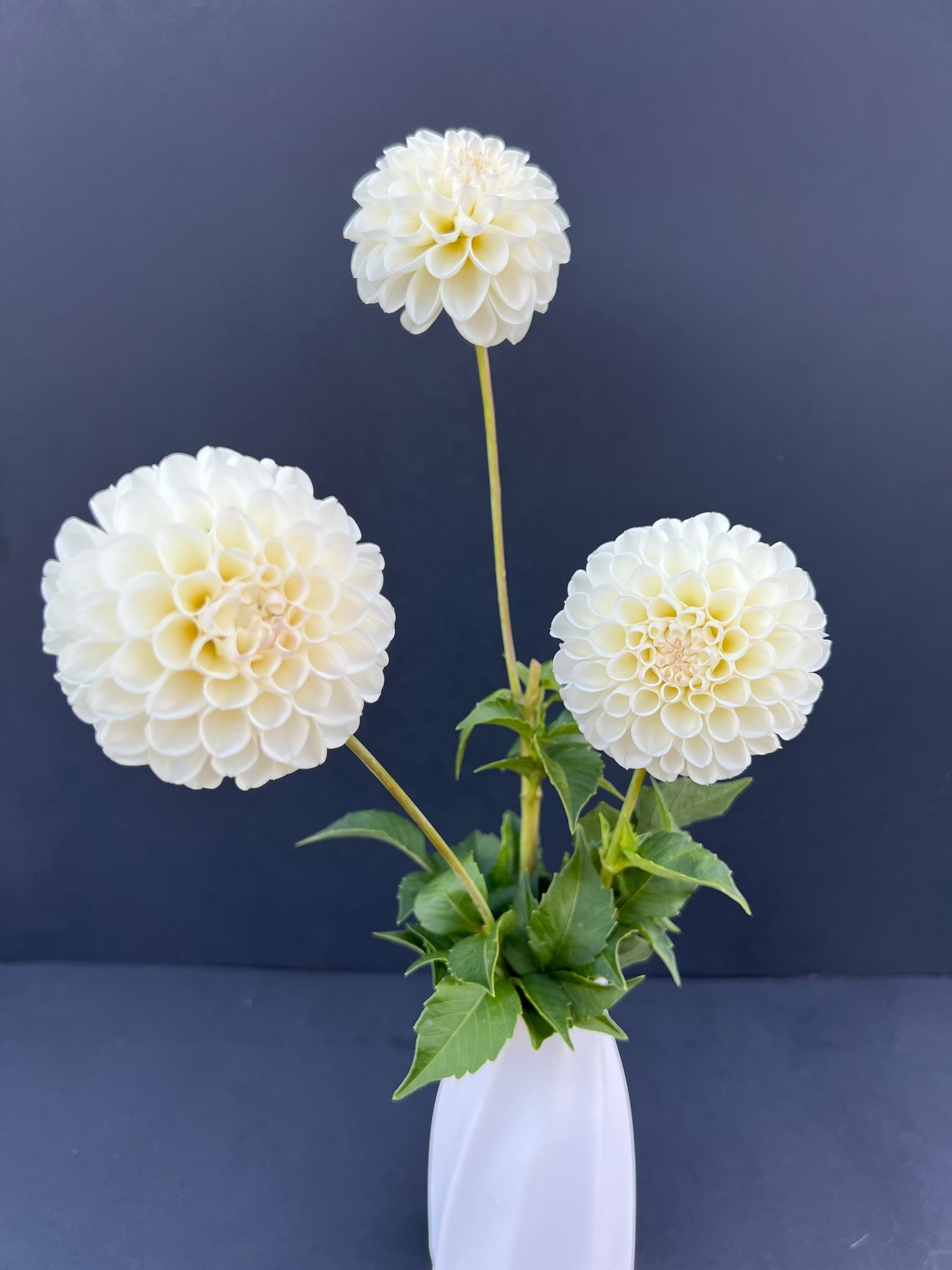 white nettie dahlia bloom with vibrant white petals, grown from high-quality tubers for sale