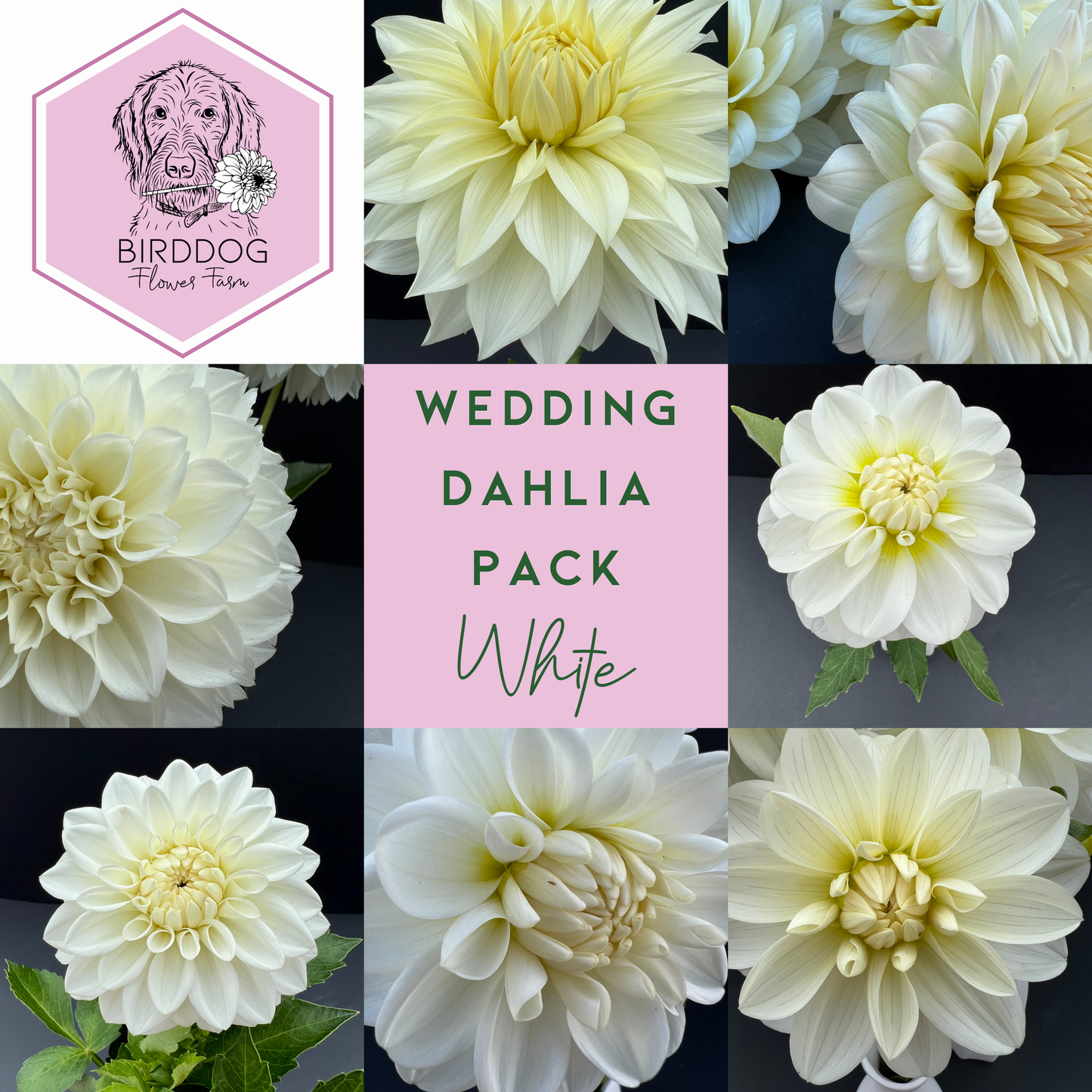 Grid of dahlia flowers included in a White theme wedding pack, purchase tubers for sale to grow your own flowers