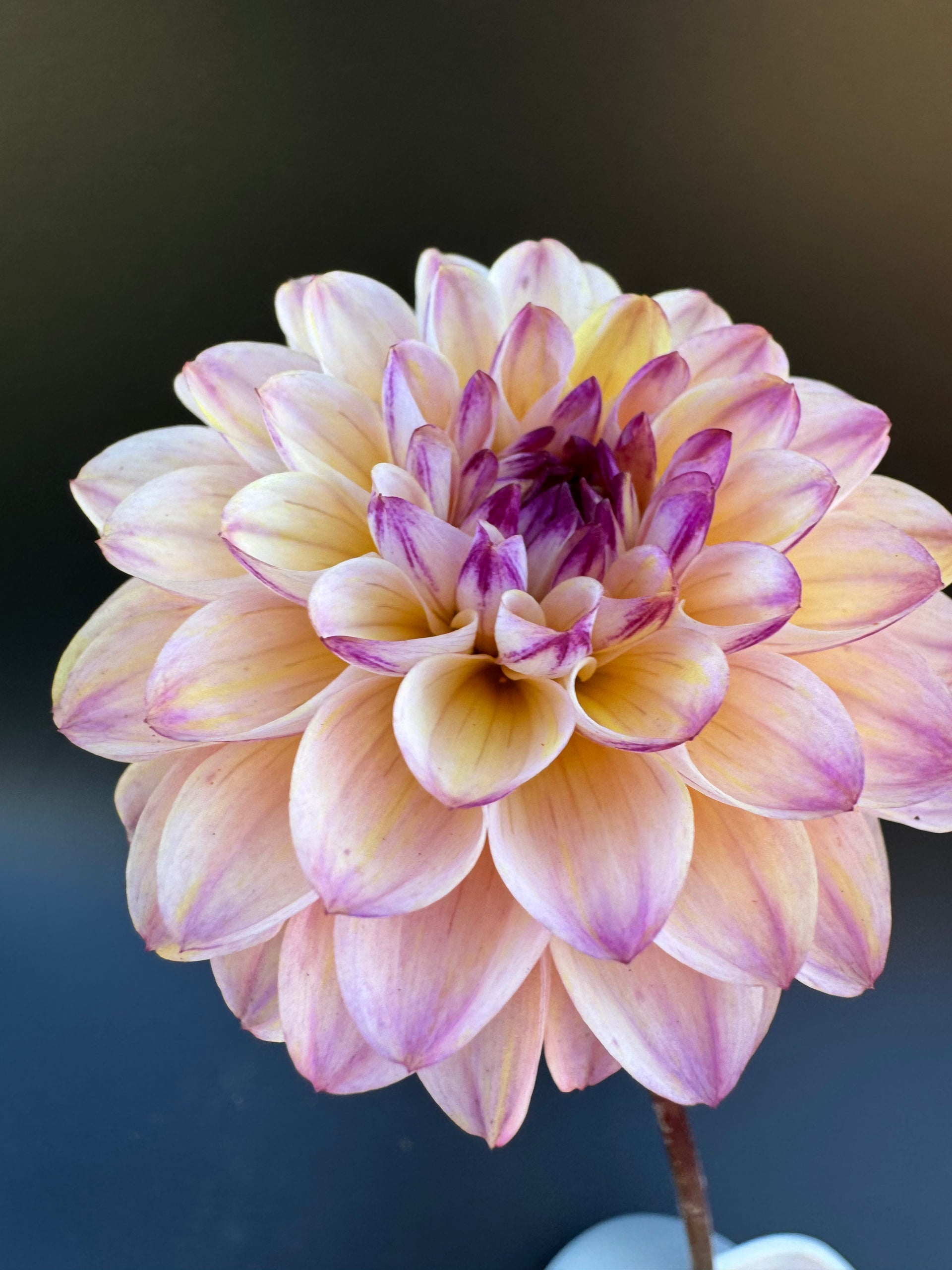 WineEyedJill_Dahlia_Tuber_7.