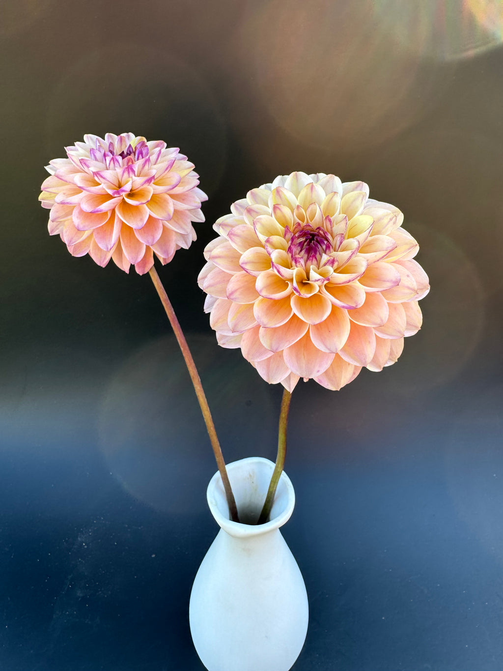 Wine Eyed Jill - Dahlia