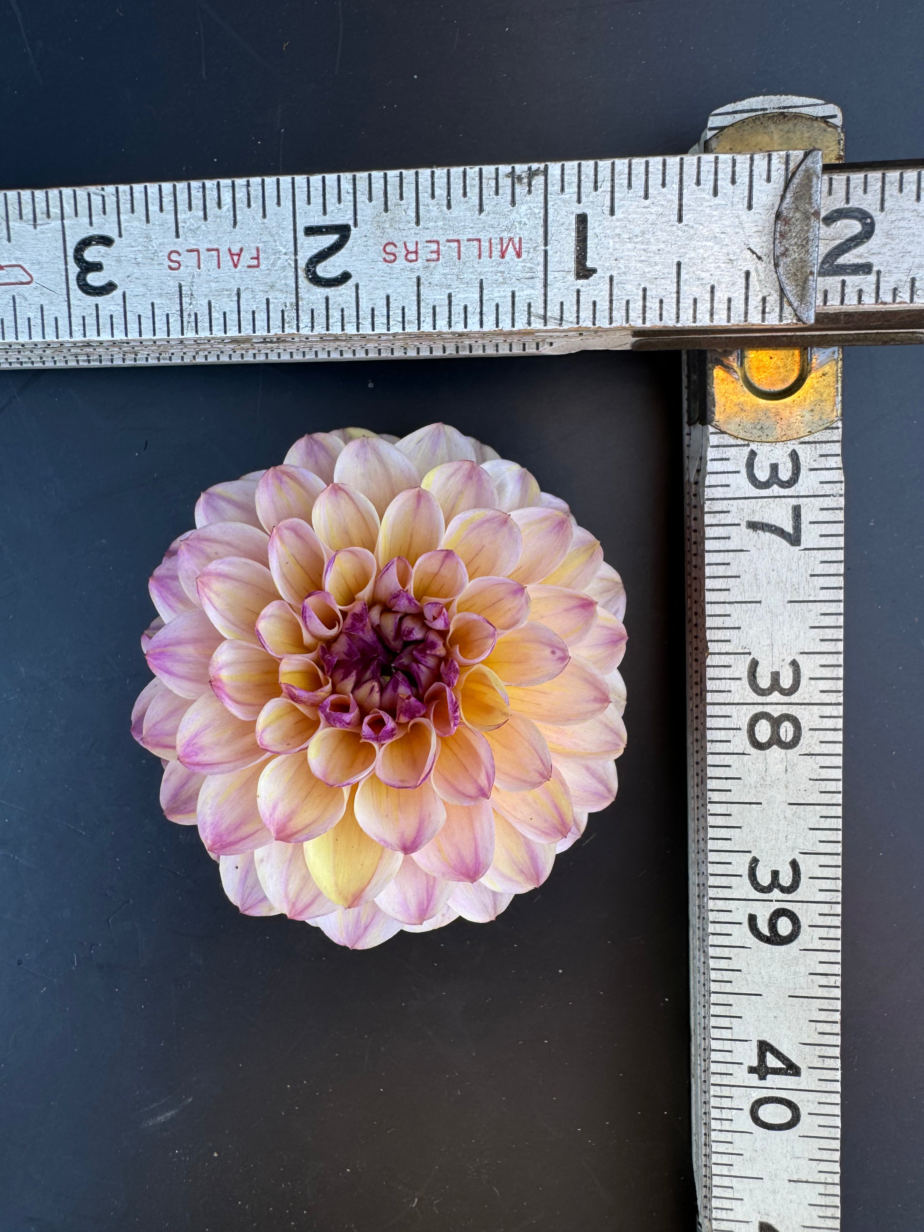 Wine Eyed Jill - Dahlia