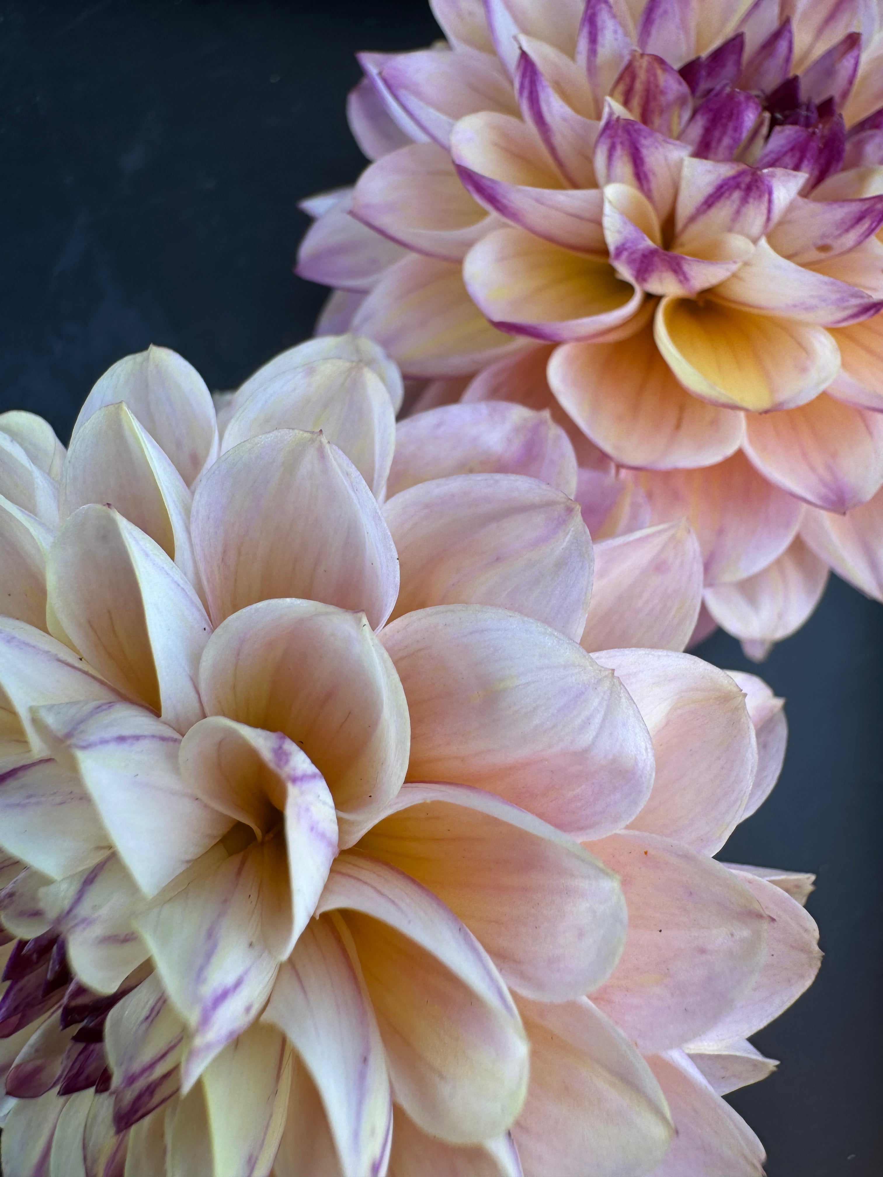 Wine Eyed Jill - Dahlia