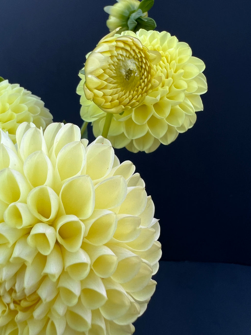 winholme diane dahlia bloom with vibrant yellow petals, grown from high-quality tubers for sale