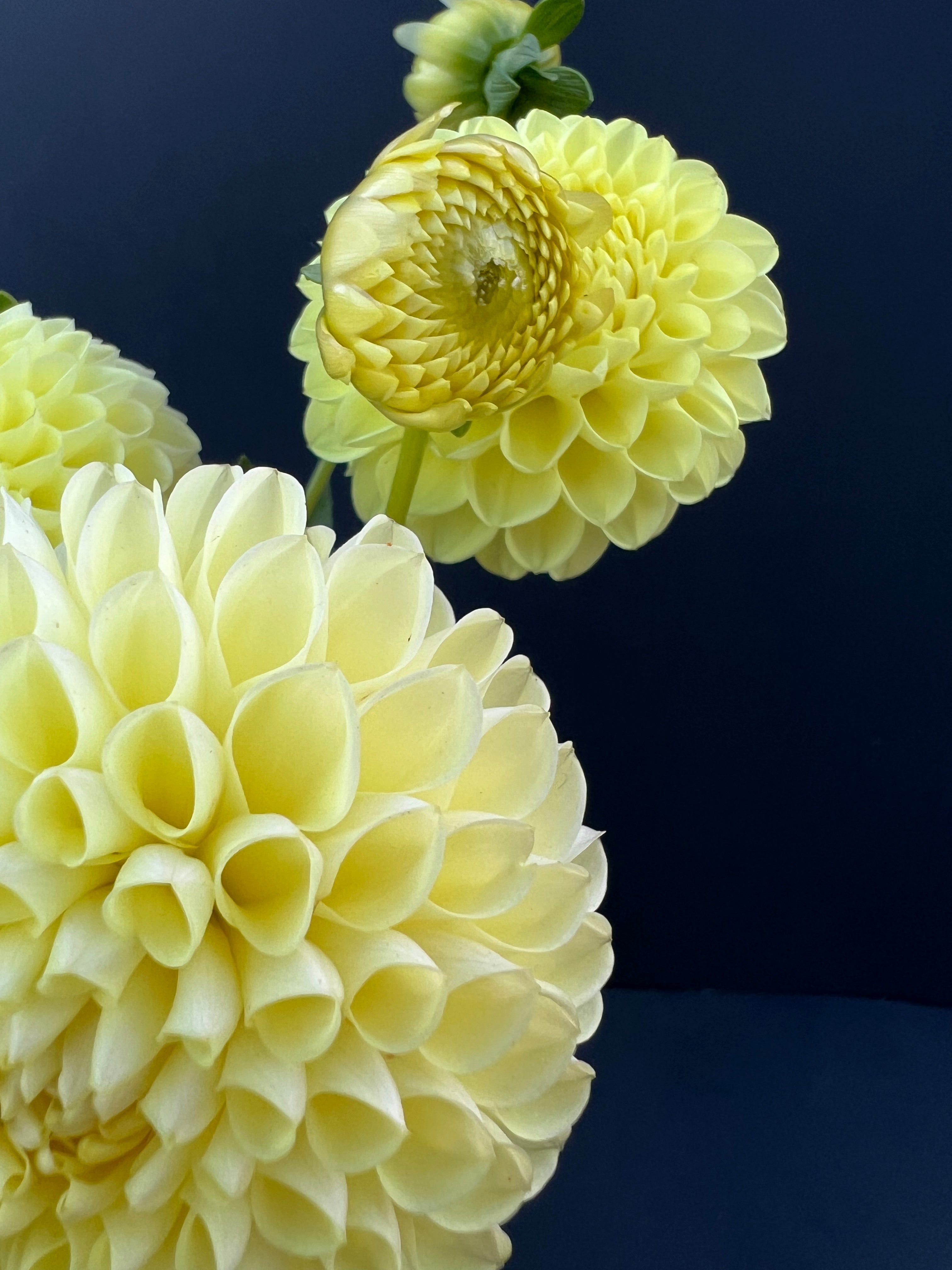 winholme diane dahlia bloom with vibrant yellow petals, grown from high-quality tubers for sale