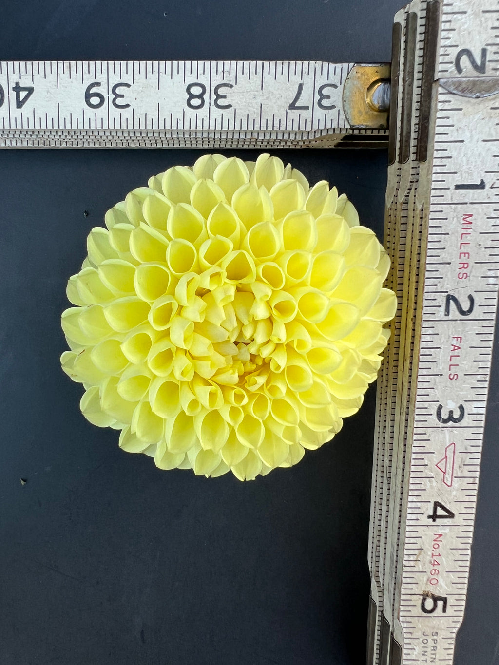 winholme diane dahlia bloom with vibrant yellow petals, grown from high-quality tubers for sale