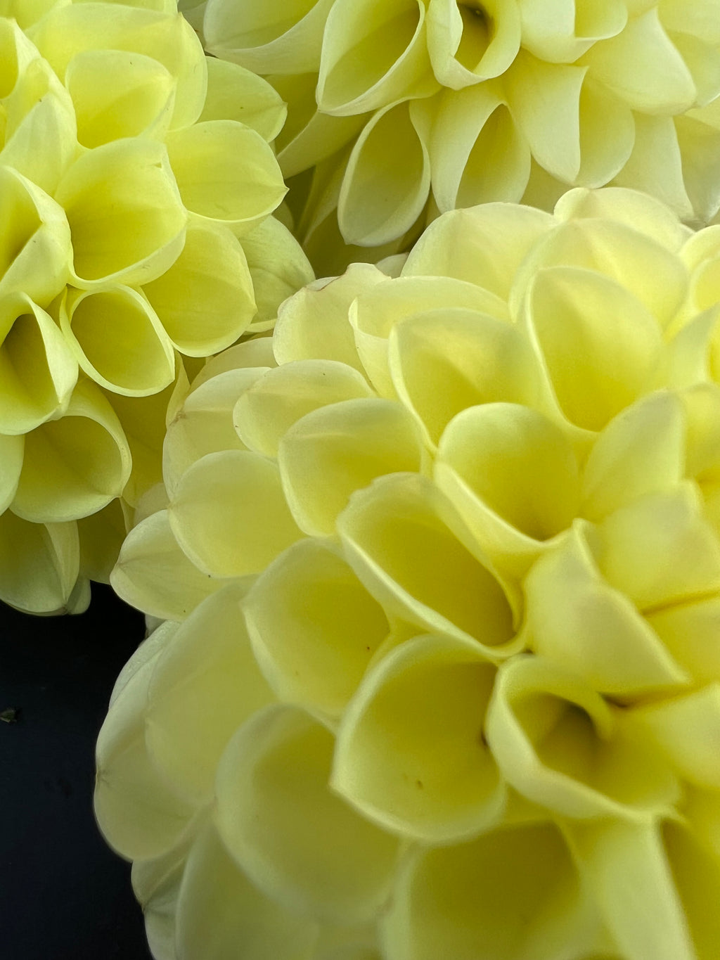 winholme diane dahlia bloom with vibrant yellow petals, grown from high-quality tubers for sale