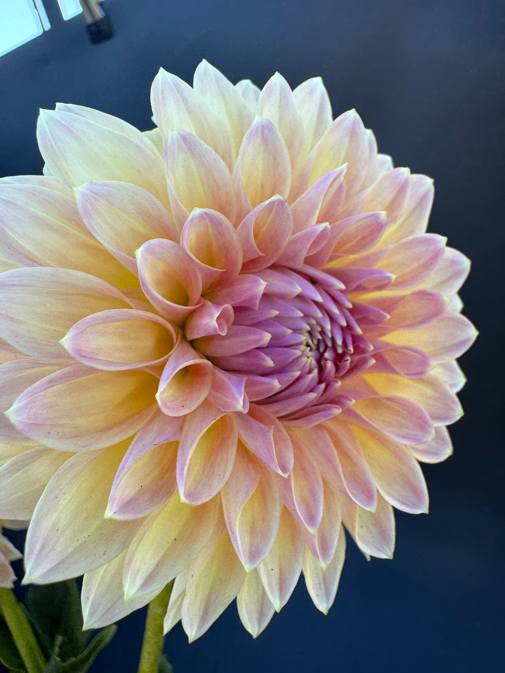 Wyn's New Pastel - Dahlia
