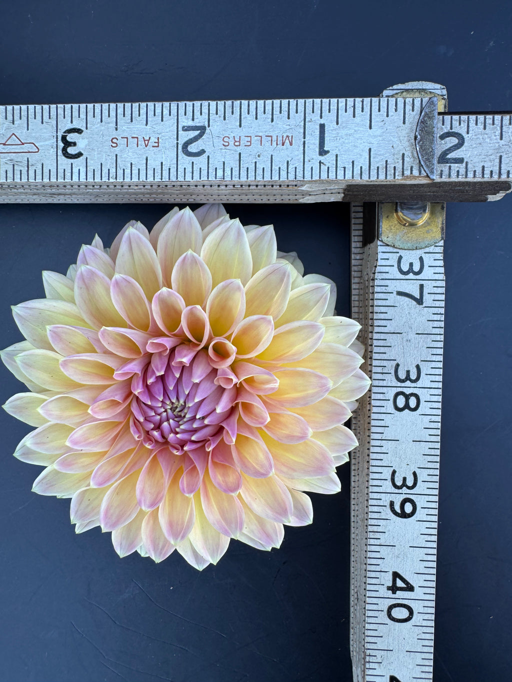 Wyn's New Pastel - Dahlia