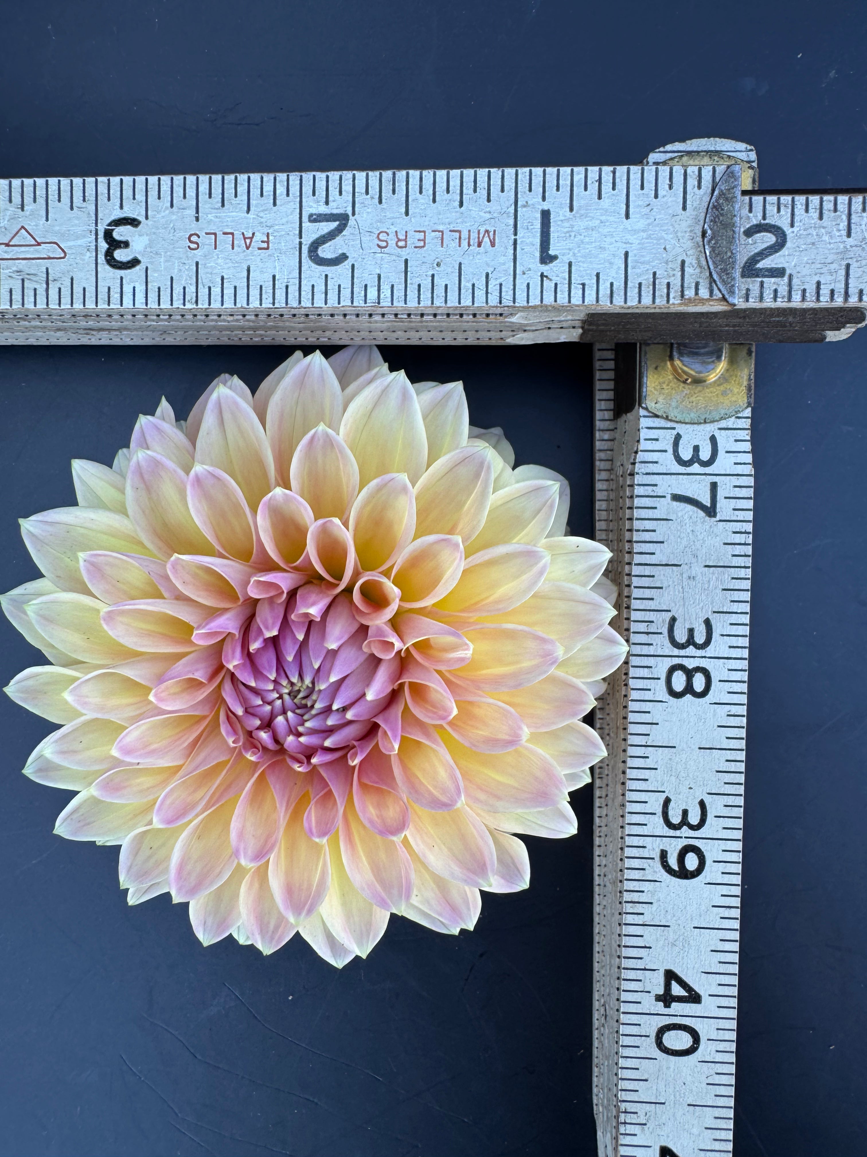 Wyn's New Pastel - Dahlia
