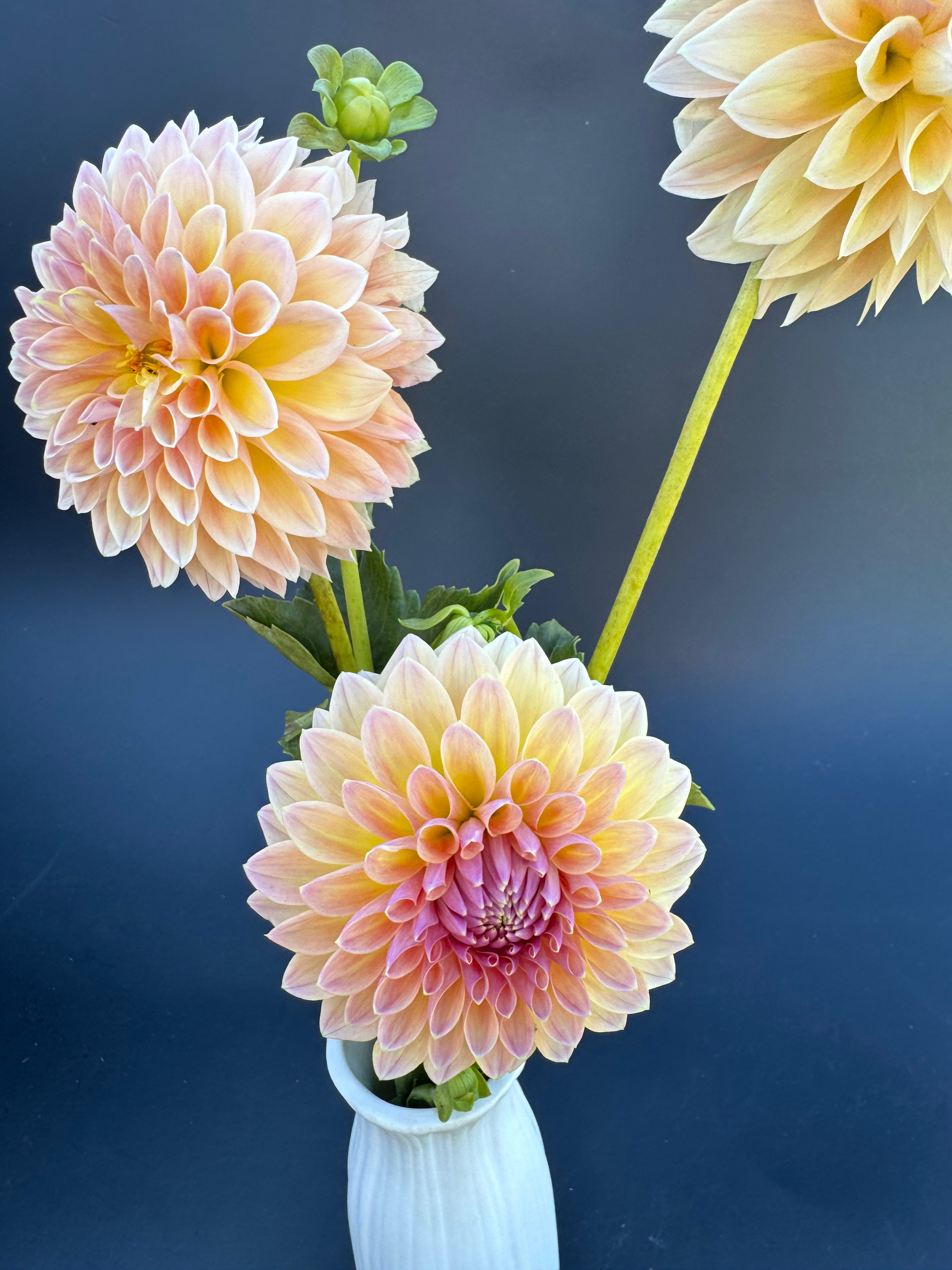 Wyn's New Pastel - Dahlia