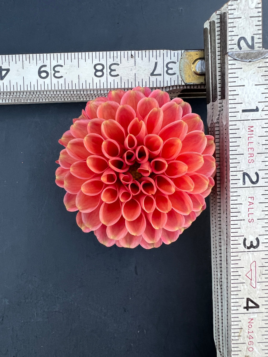 zundert mystery fox dahlia bloom with vibrant pink petals, grown from high-quality tubers for sale