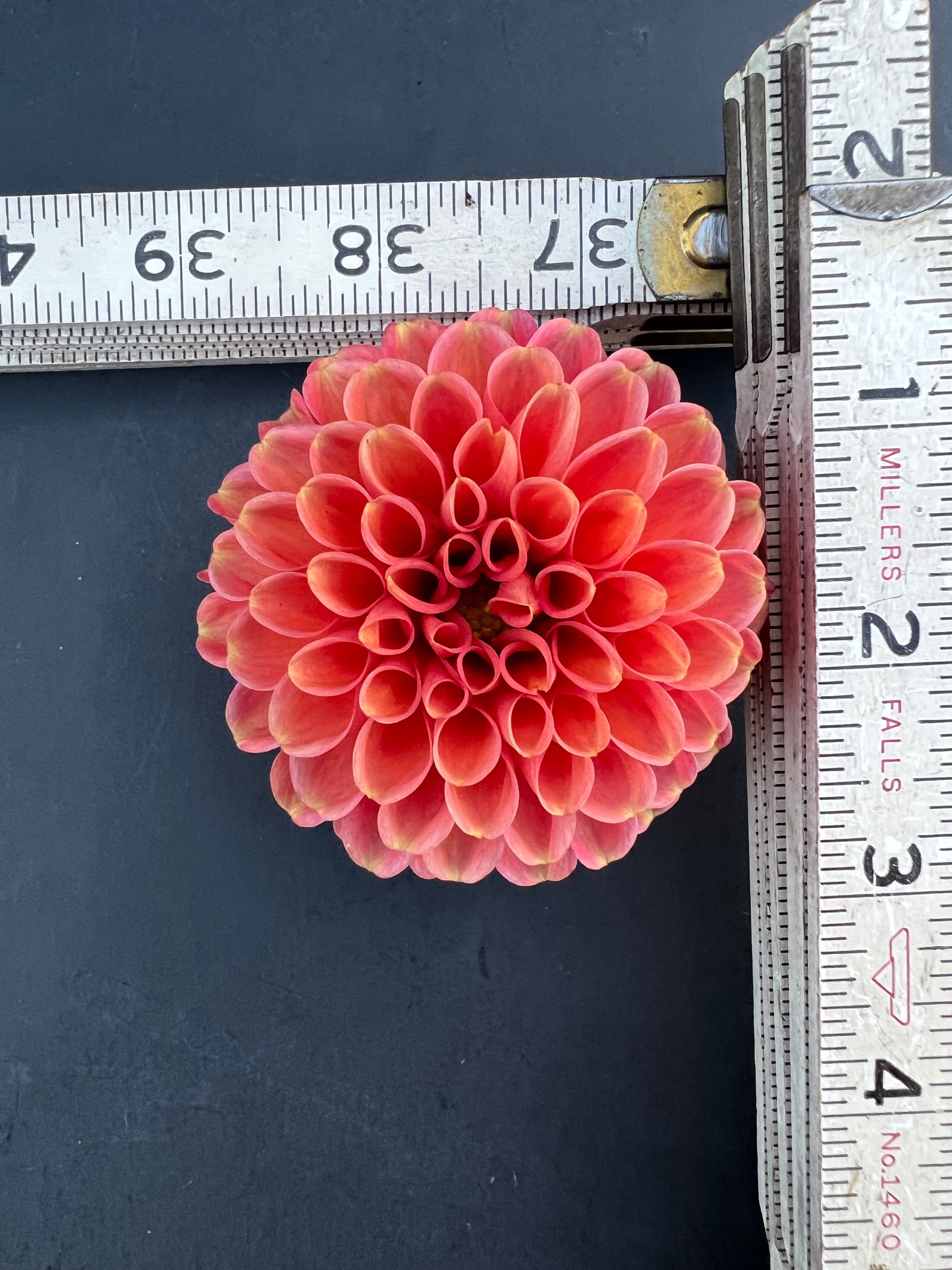 zundert mystery fox dahlia bloom with vibrant pink petals, grown from high-quality tubers for sale
