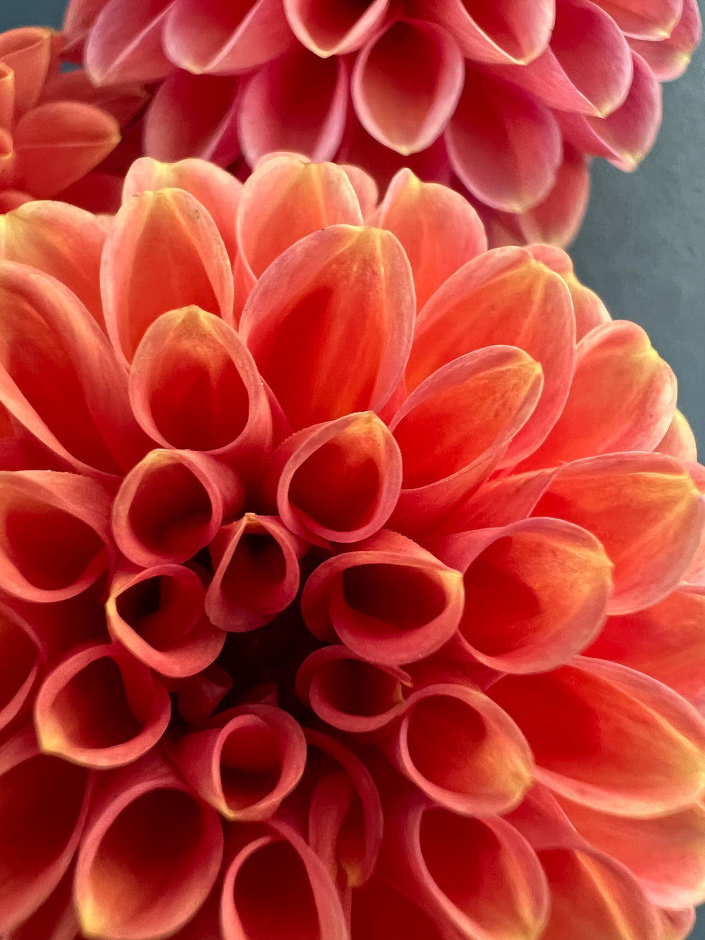 zundert mystery fox dahlia bloom with vibrant pink petals, grown from high-quality tubers for sale