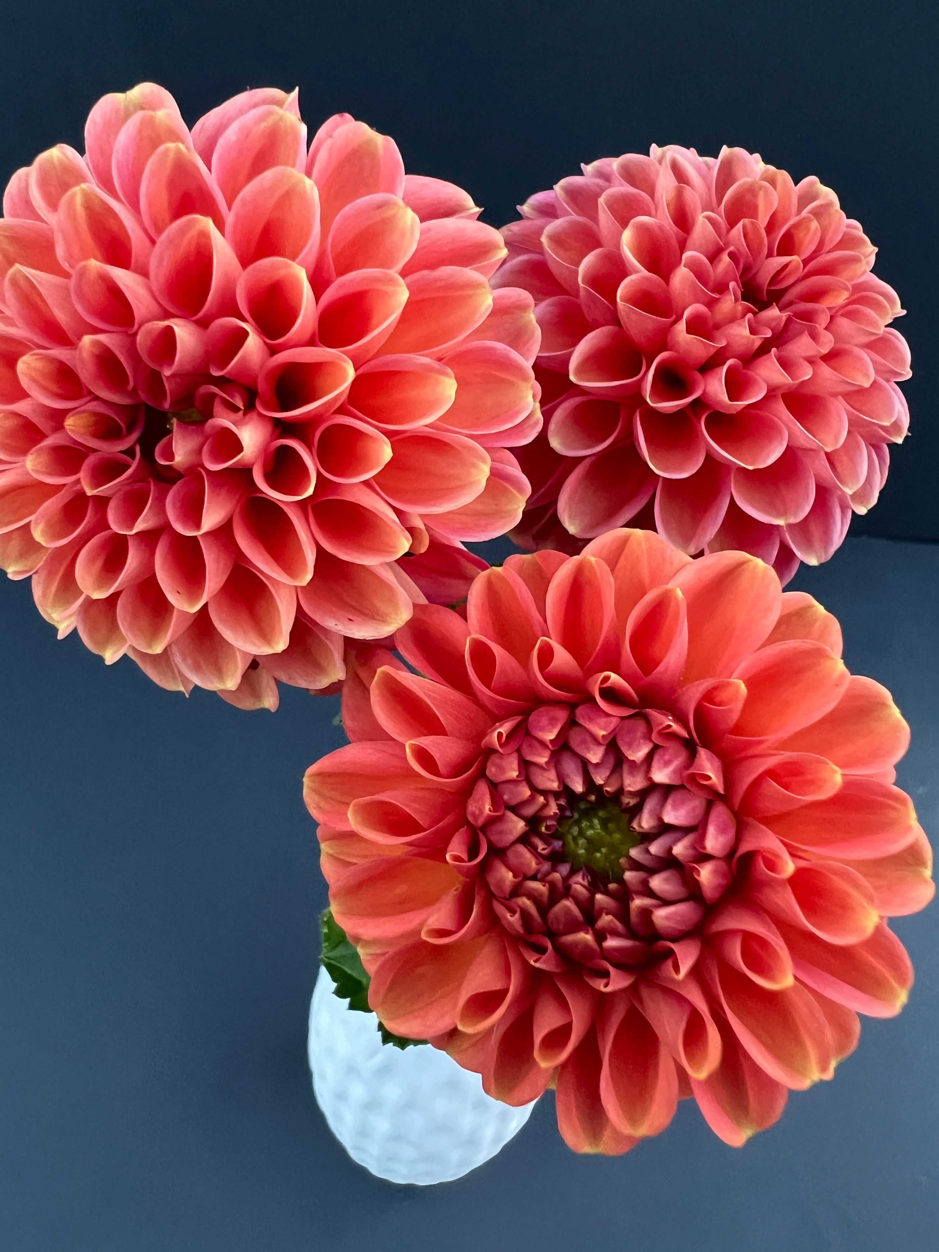 zundert mystery fox dahlia bloom with vibrant pink petals, grown from high-quality tubers for sale