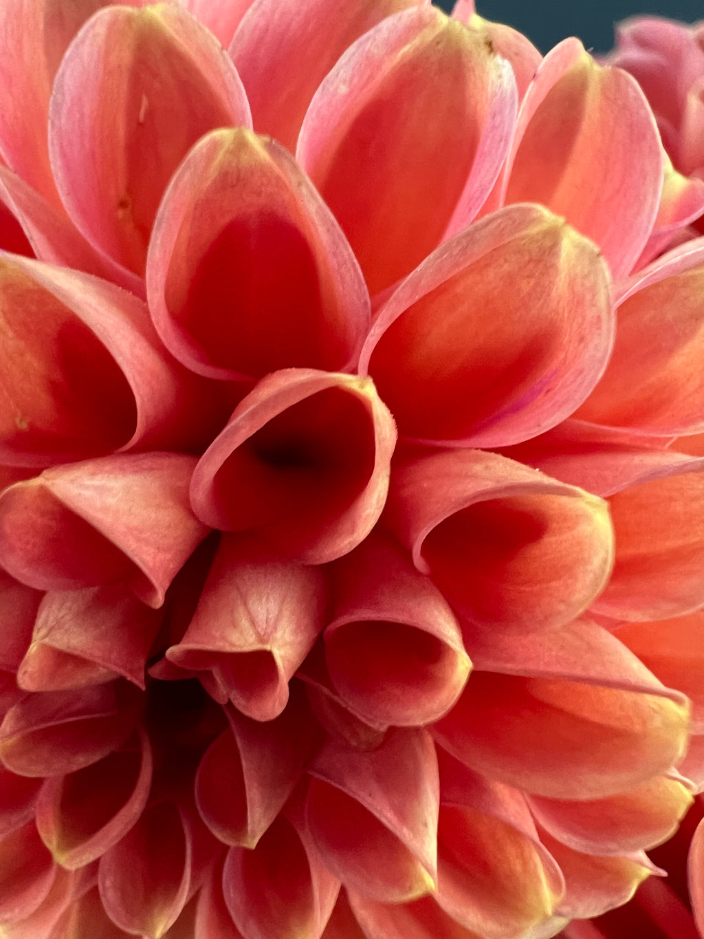 zundert mystery fox dahlia bloom with vibrant pink petals, grown from high-quality tubers for sale